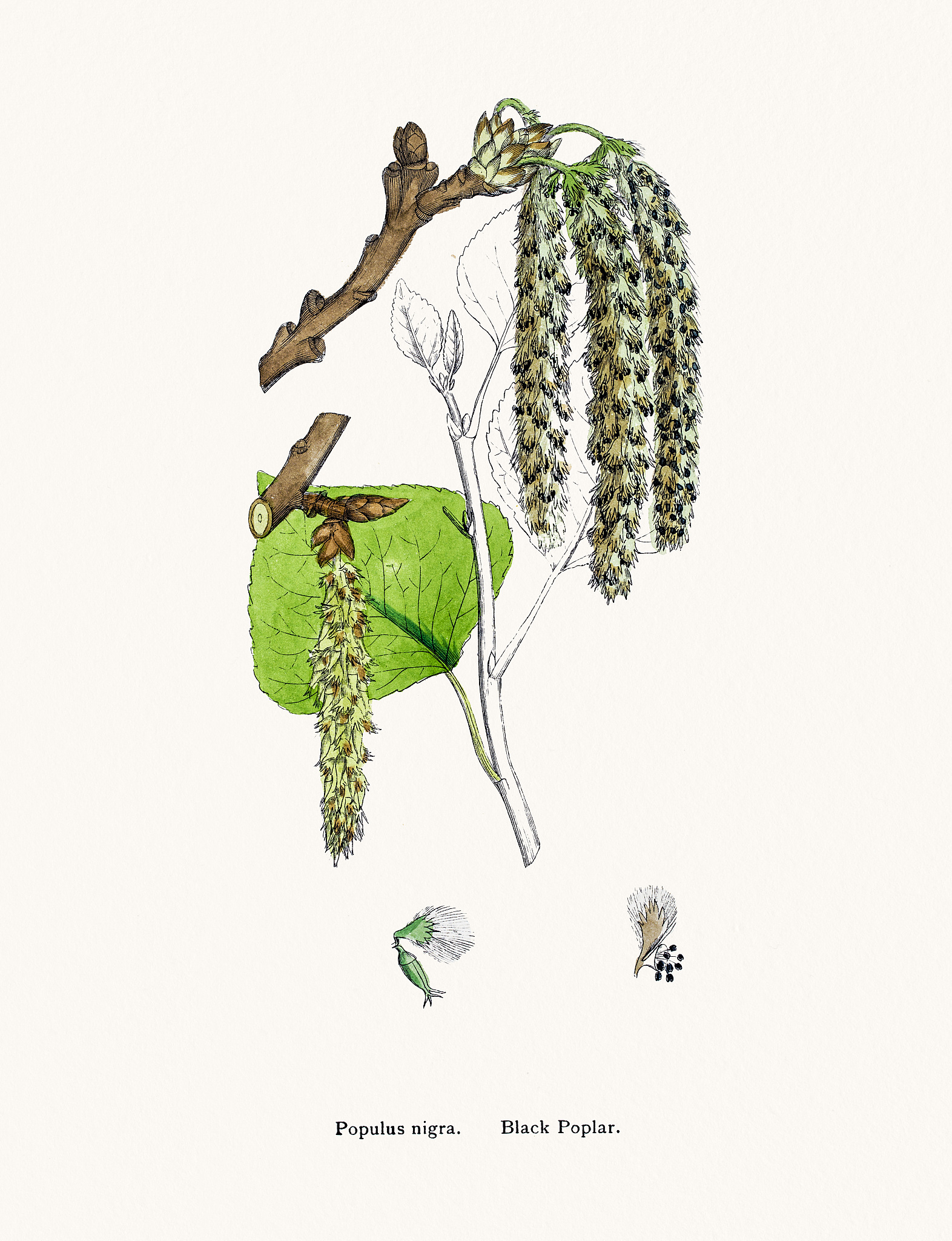 林木分子设计育种大戏：杨树的奇妙之旅