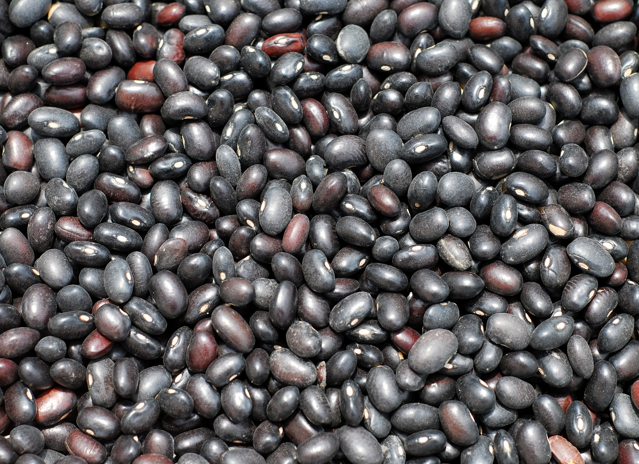 云南最大黑眉豌豆种种子基地在哪里帮我用200字详细描述