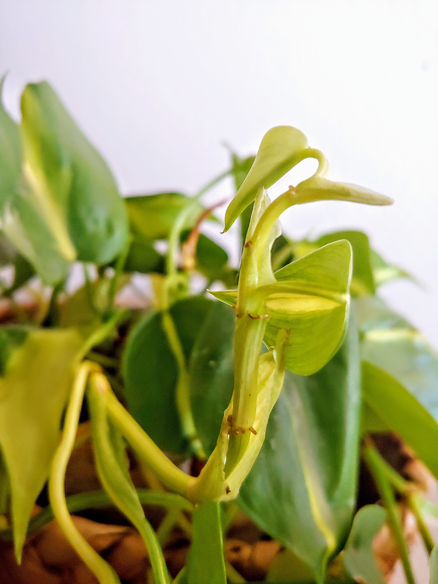 new leaf
