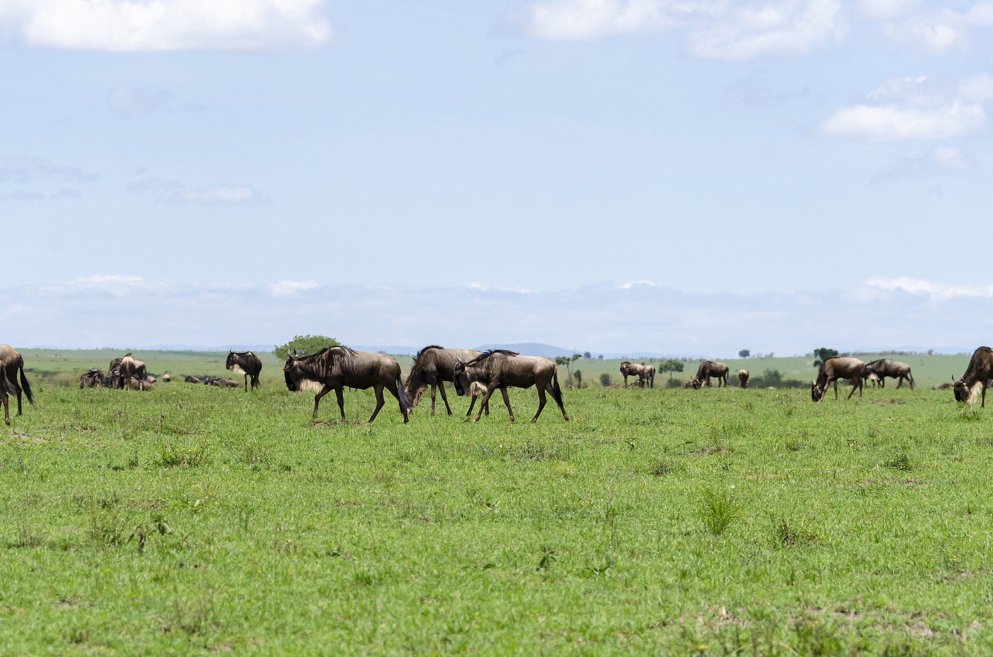 a herd of wilderbeest grazing in the plains of africa inside mas