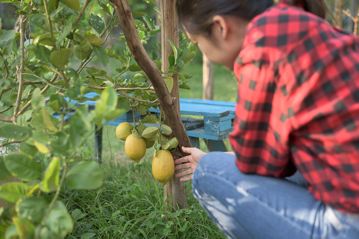 岑巩县文旦柚种植规模及产量：2021年数据