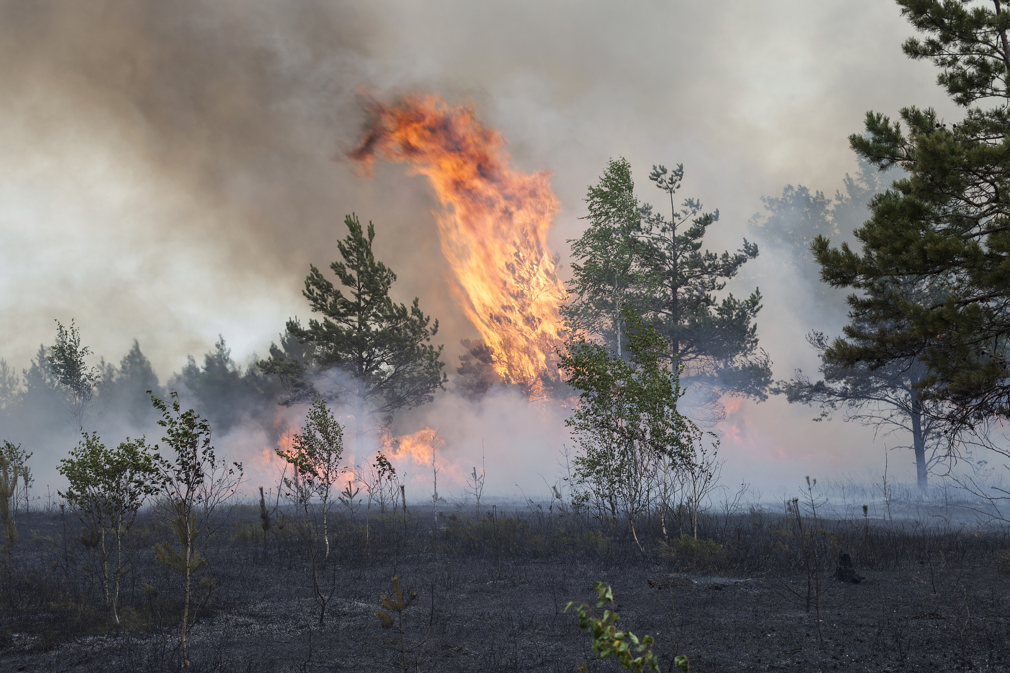 Forest Fires: Causes, Impacts, and Prevention Measures