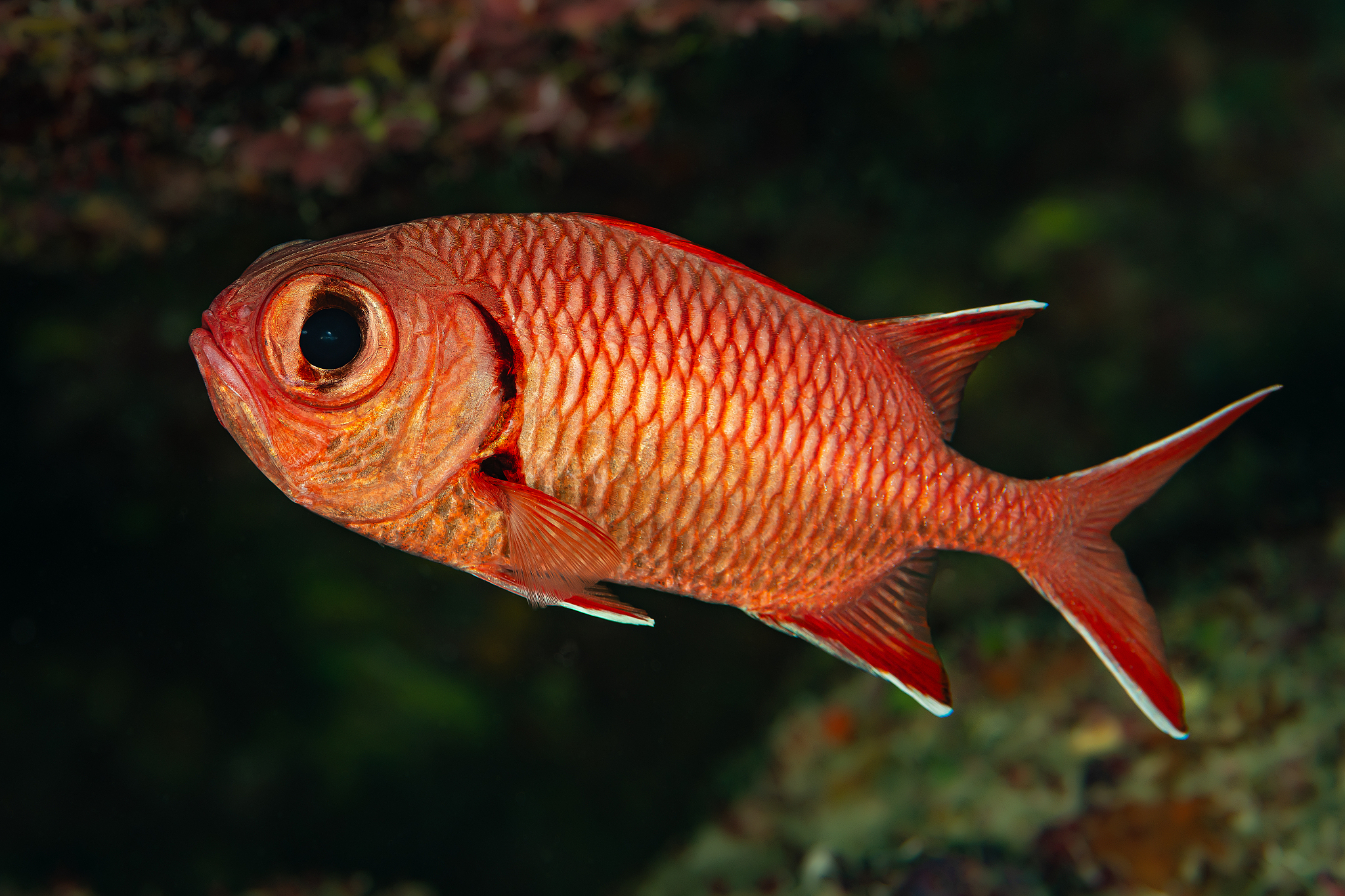 湖南环境生物职业技术学院五年制大专收往届生吗