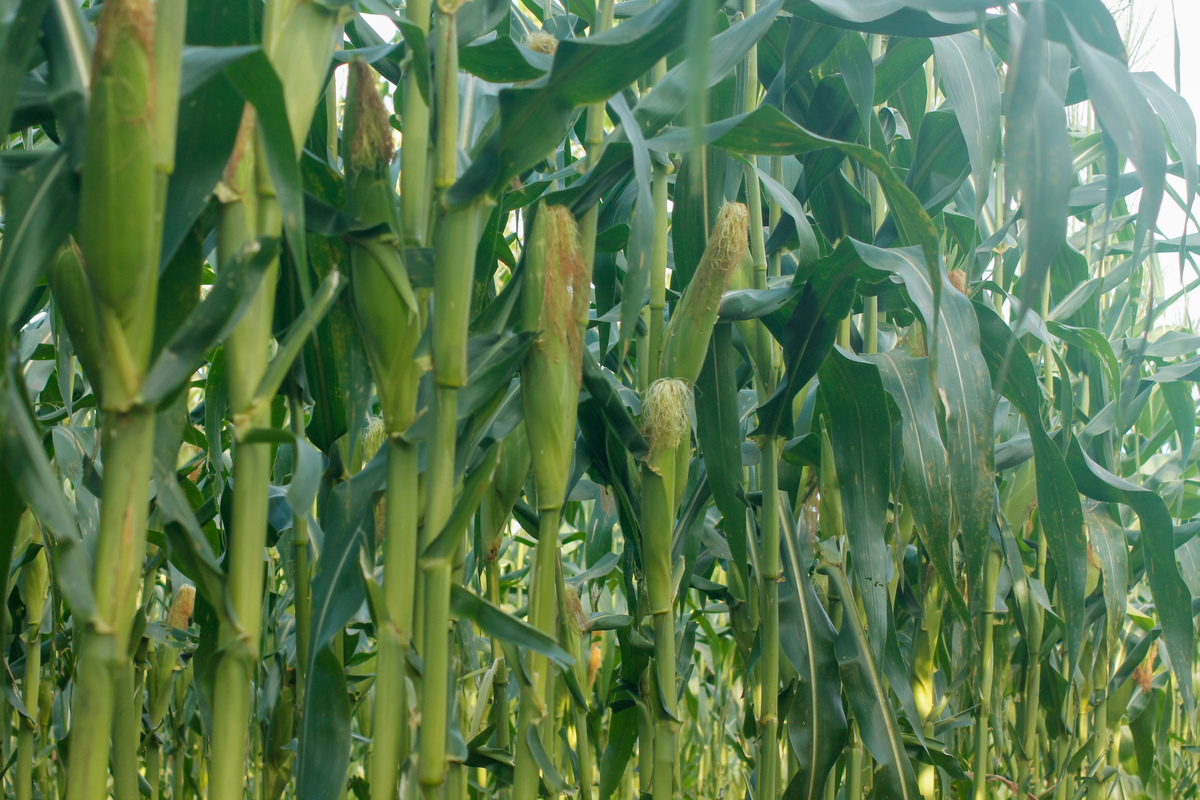 华科606玉米品种：高产耐旱，适合北方种植