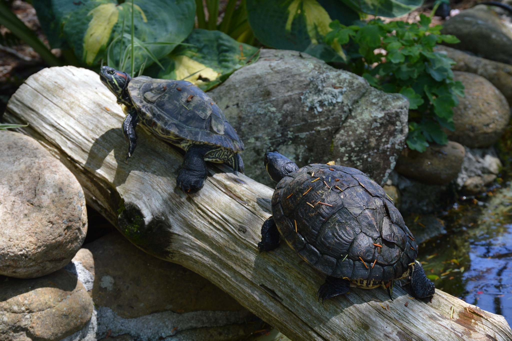 turtles