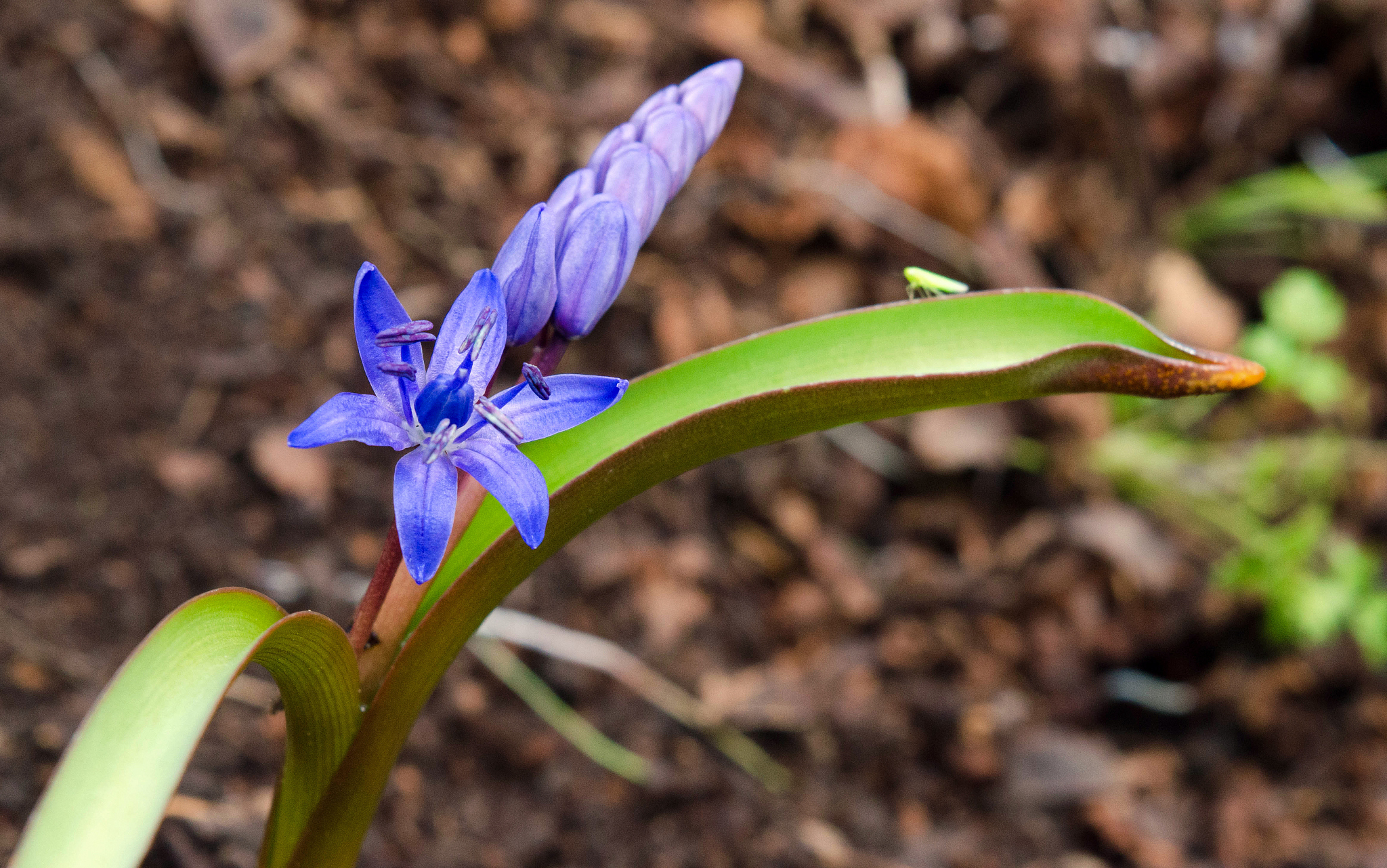 the blue snowdrop