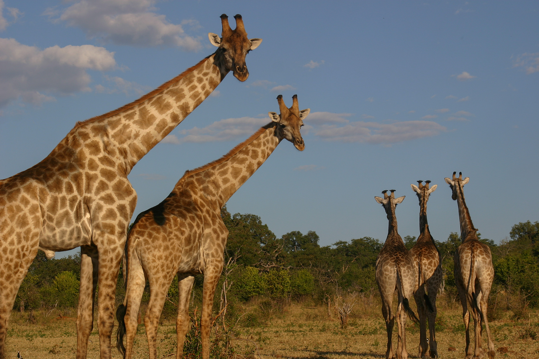 a herd of giraffe in the african bush
