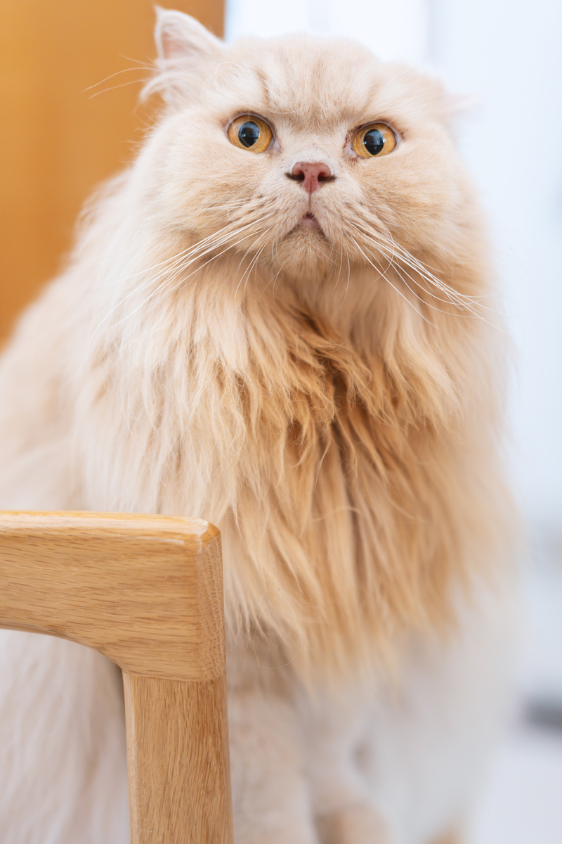 以一名猫咪主人的口吻写篇500字： 如何让你的猫咪更喜欢你？