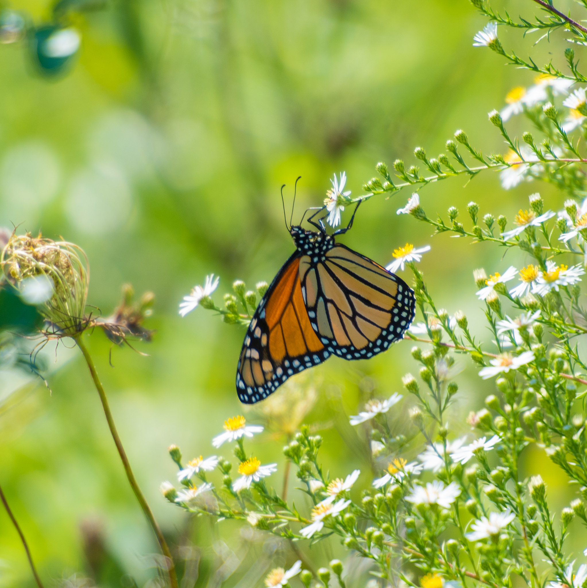 生物分类图：形态结构与生活环境双重分类