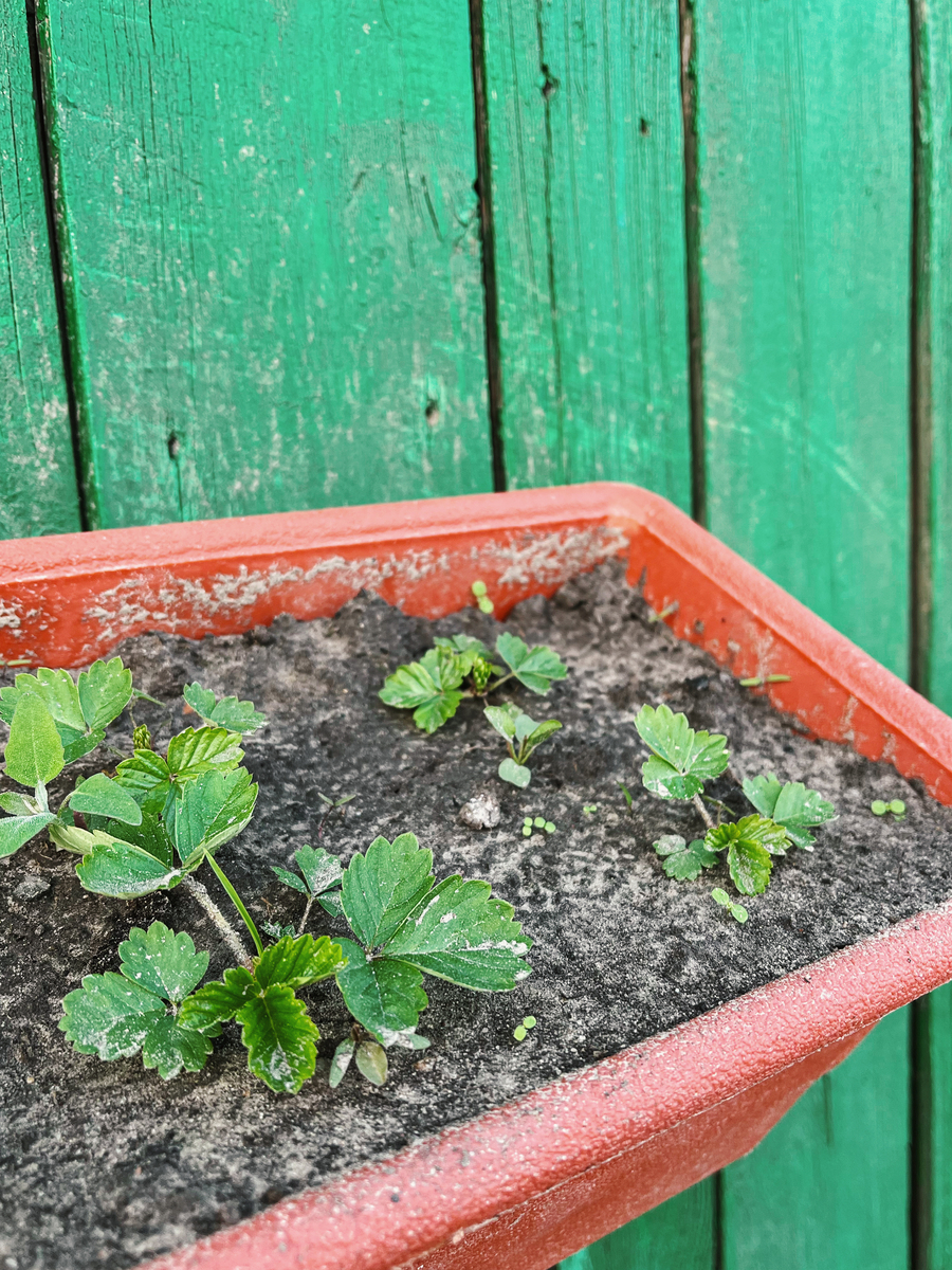 草莓种植与护理指南：从选址到病虫害防治