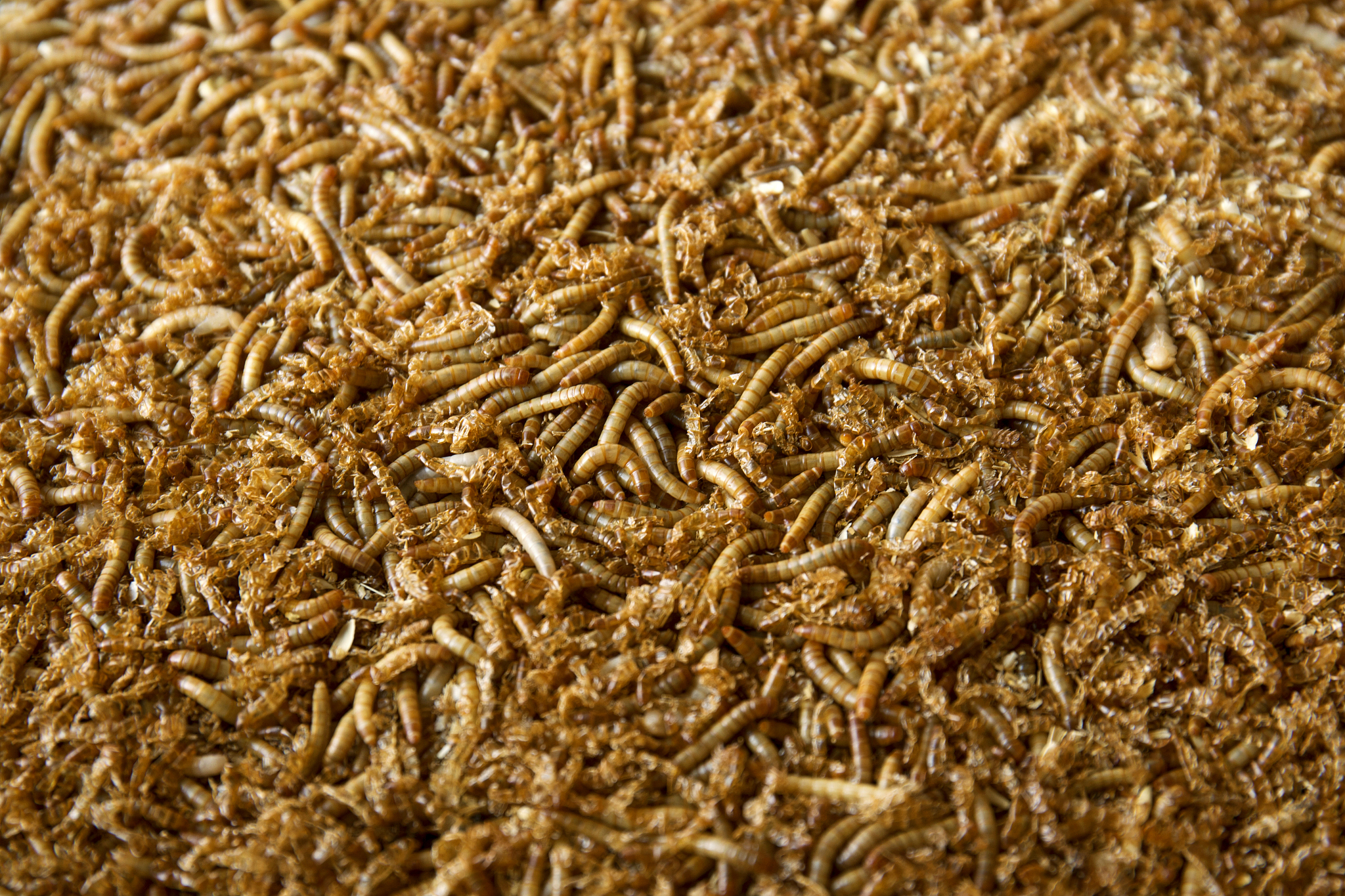 云南曲靖农校2019年五年制普通大专招生介绍