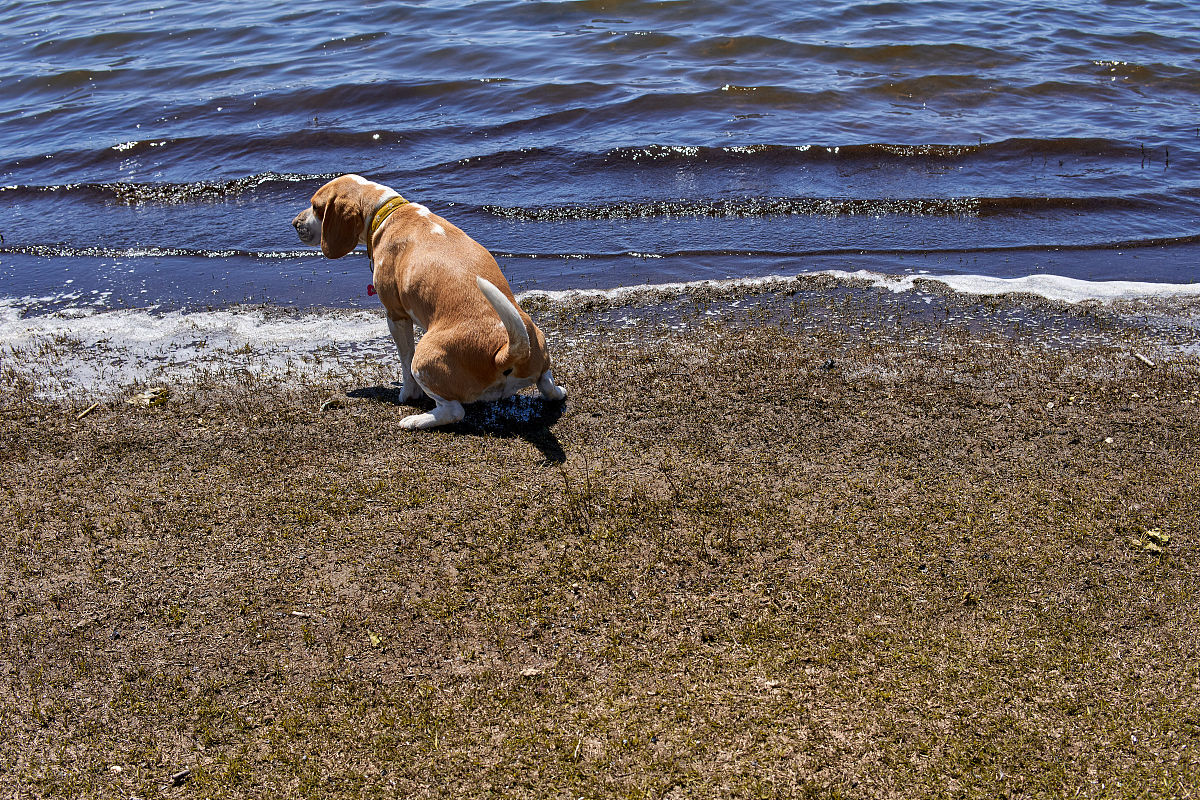 一只比格犬在阿根廷科尔多瓦的泻湖岸边大便.水平的.背上的宠物