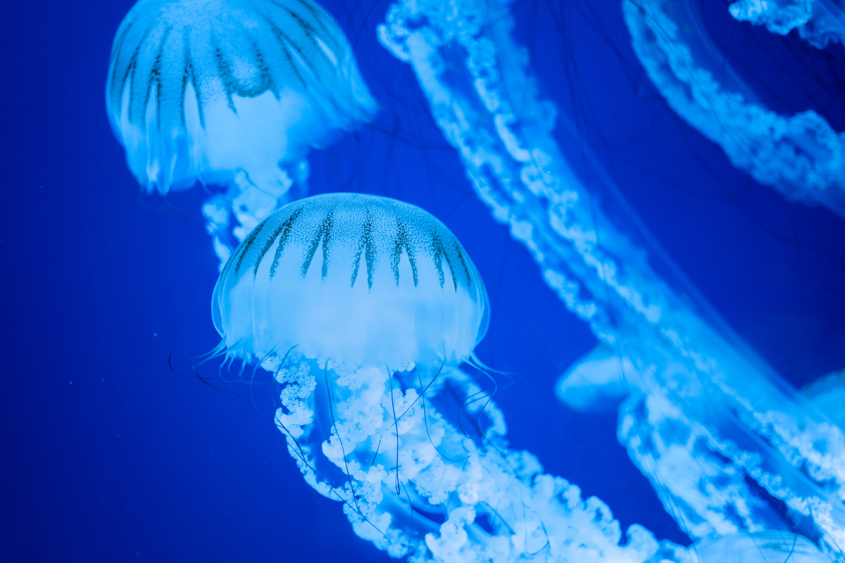 海口内湾水母群造访：生态奇观的启示与思考