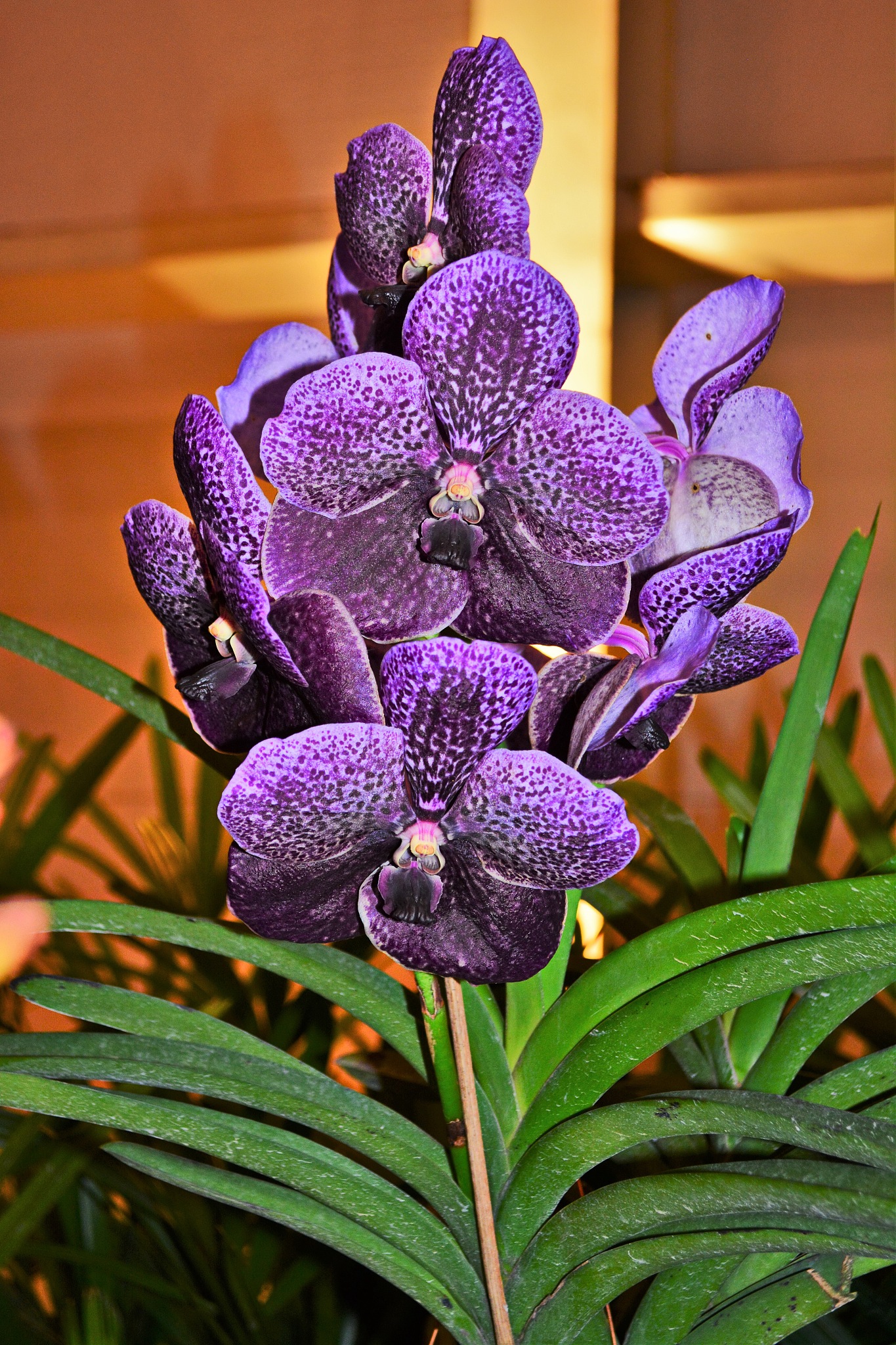 beautiful orchid