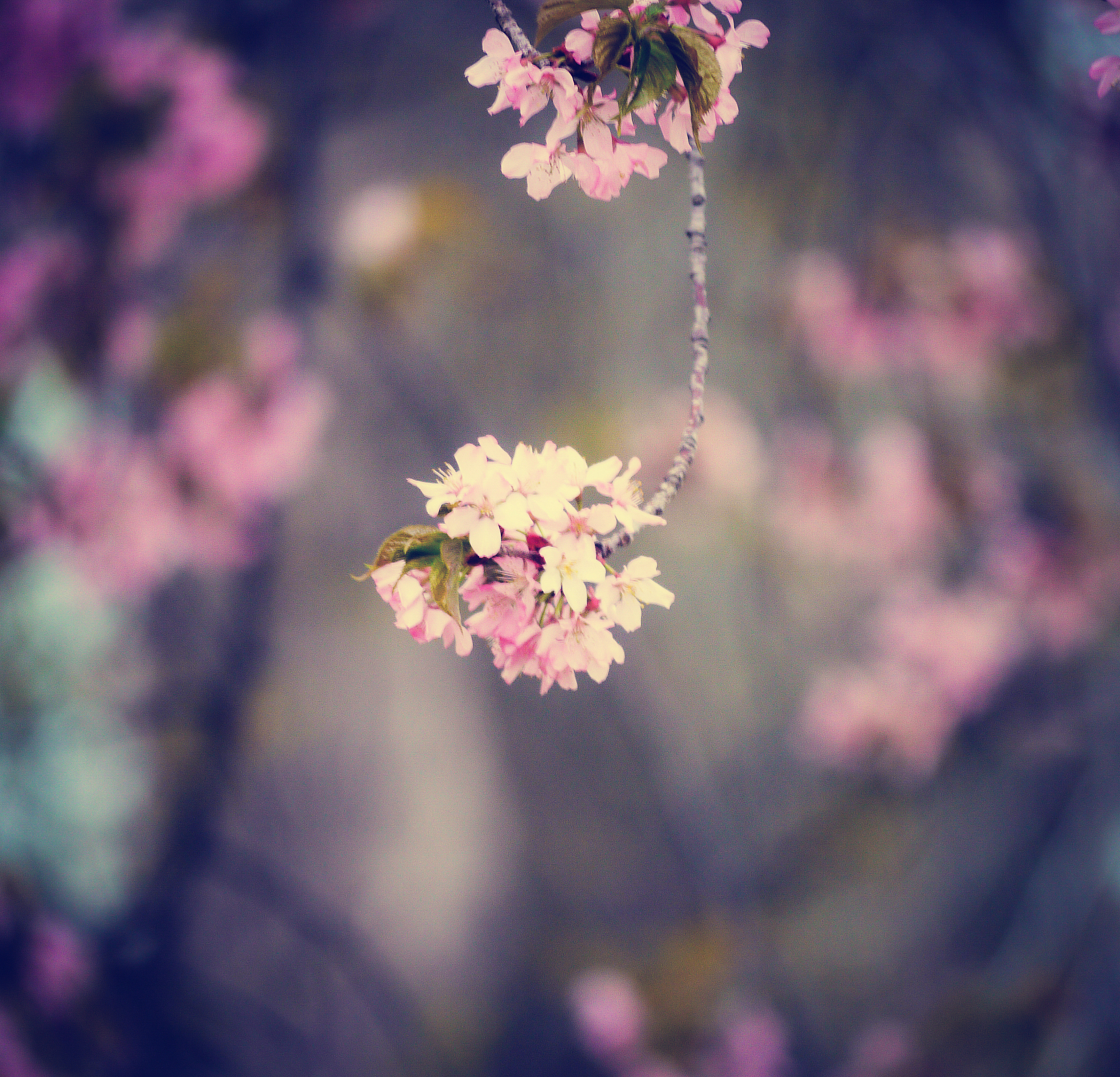 情诗：春风拂面，爱恋萌芽