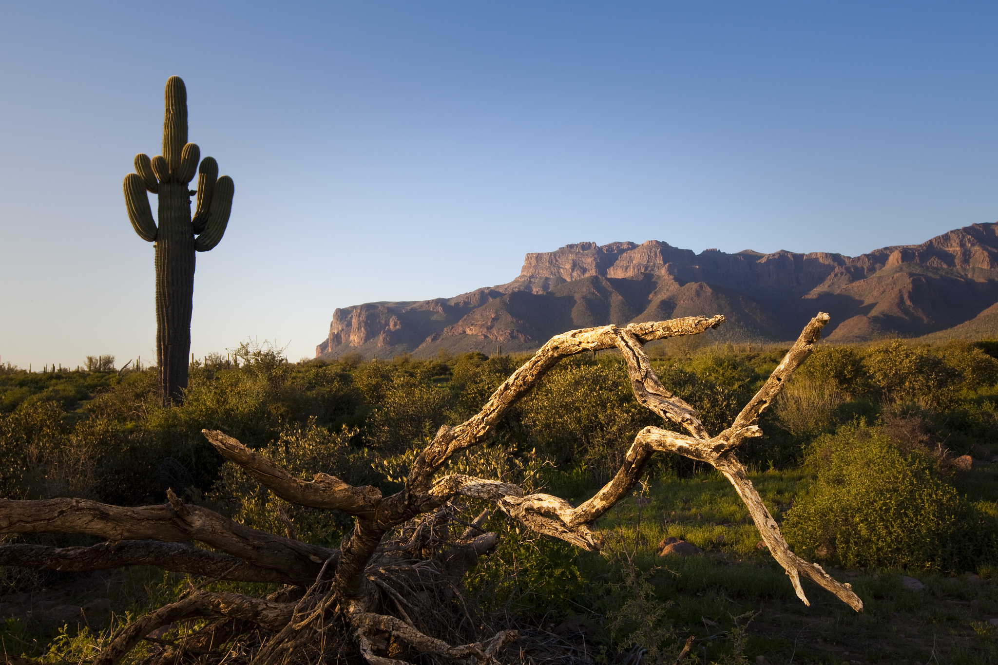 saguaro cactus and dead tree in arizona