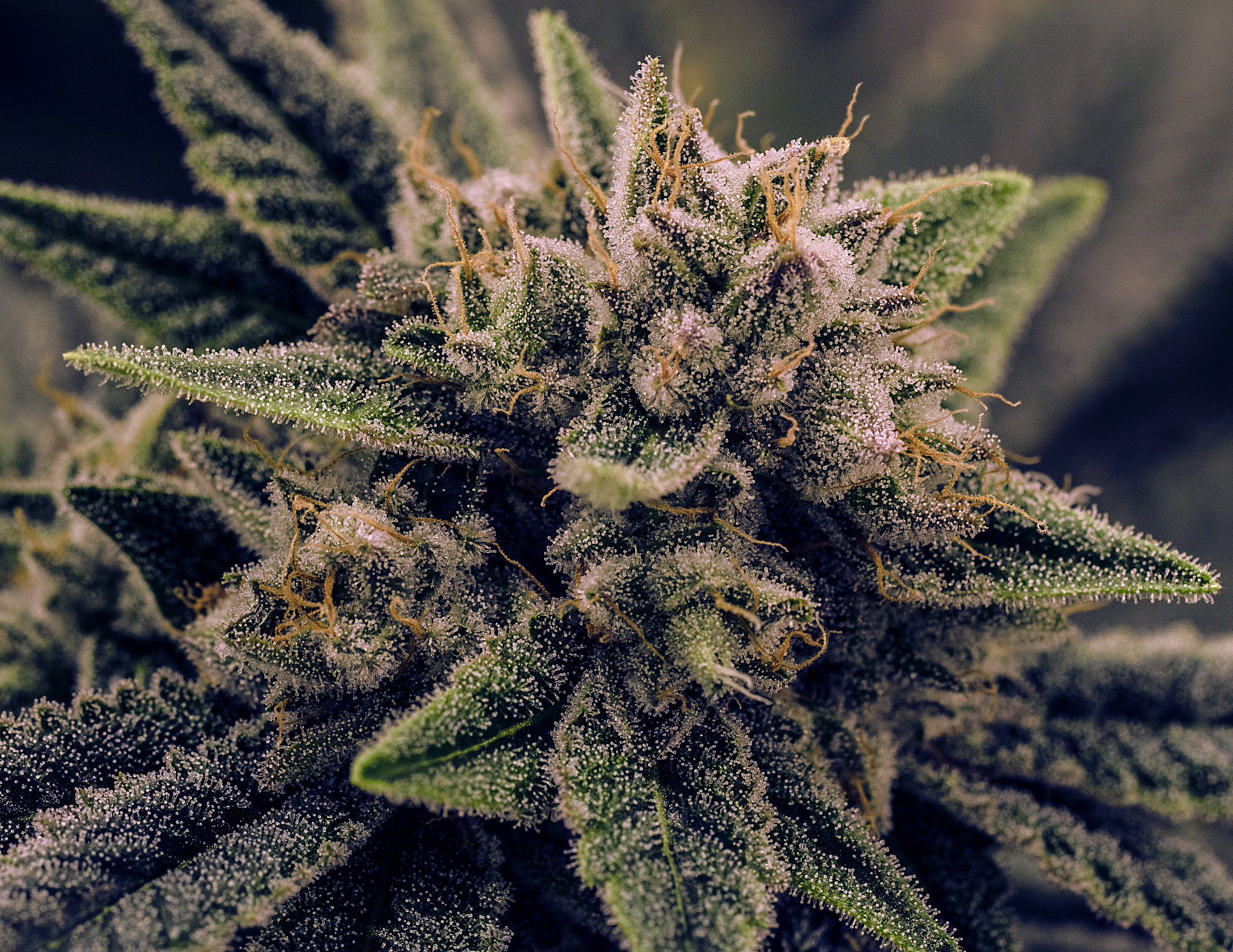 live plant cannabis bud shot