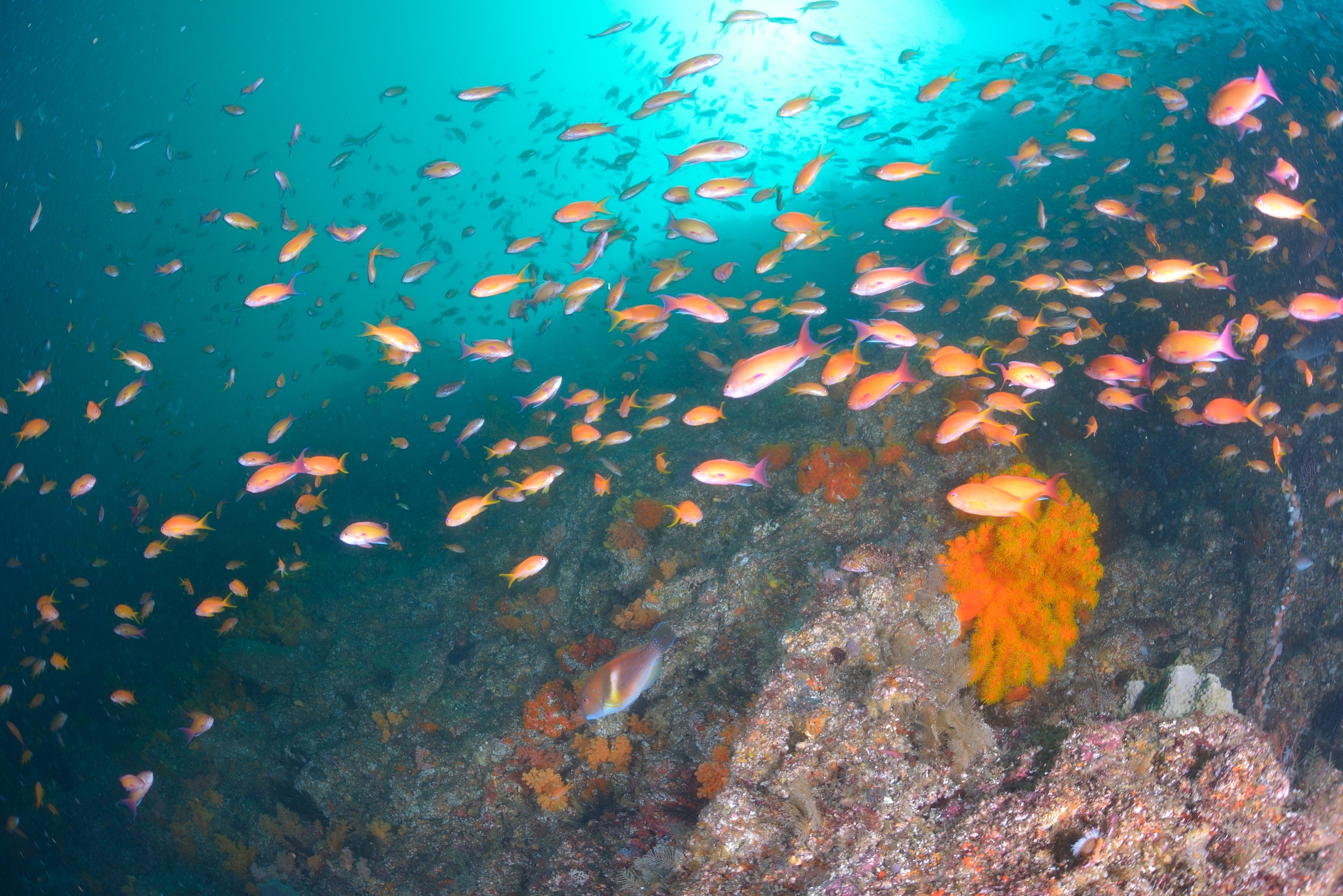 sea goldie