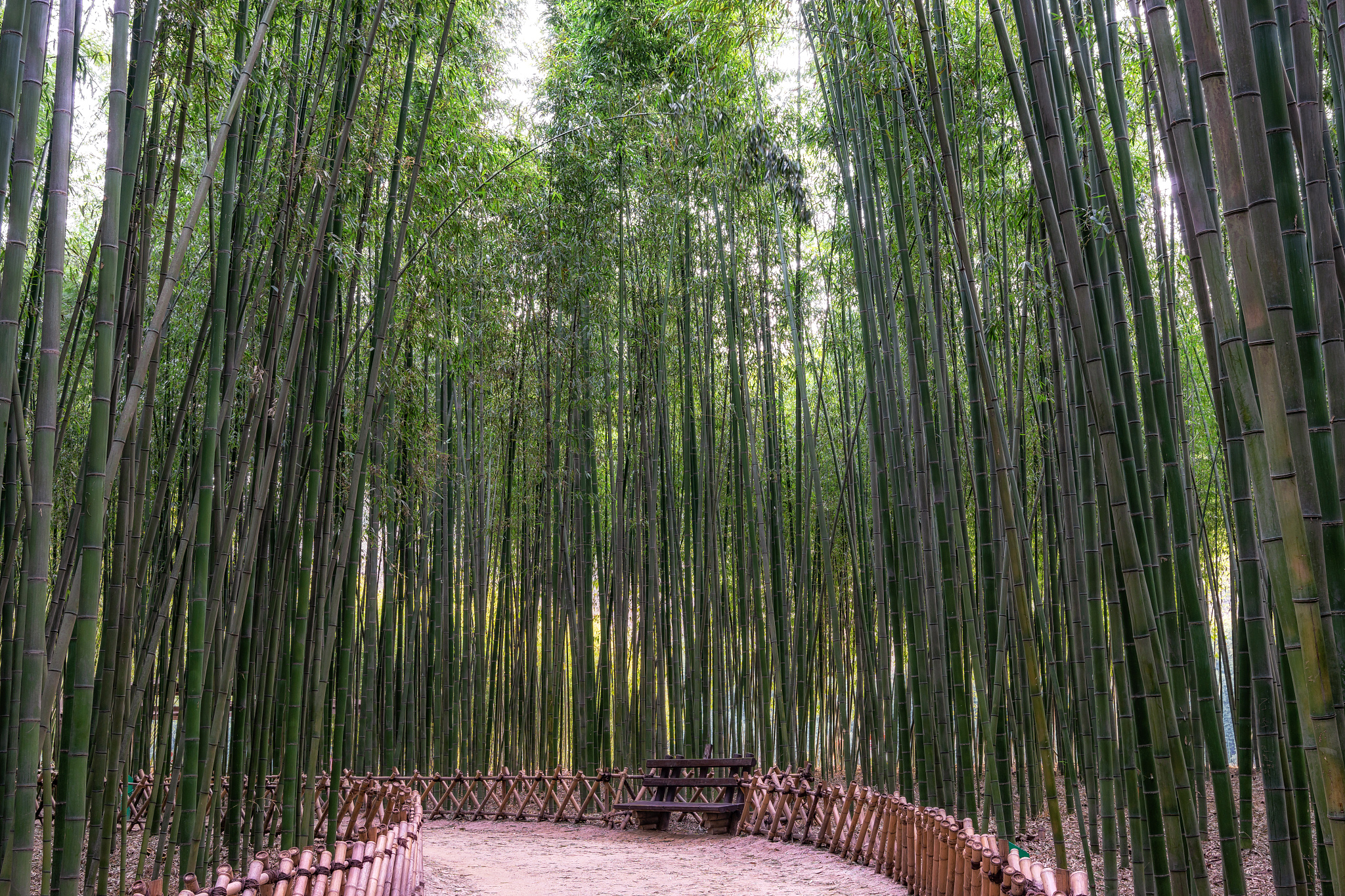 simnidaebat bamboo forest bench