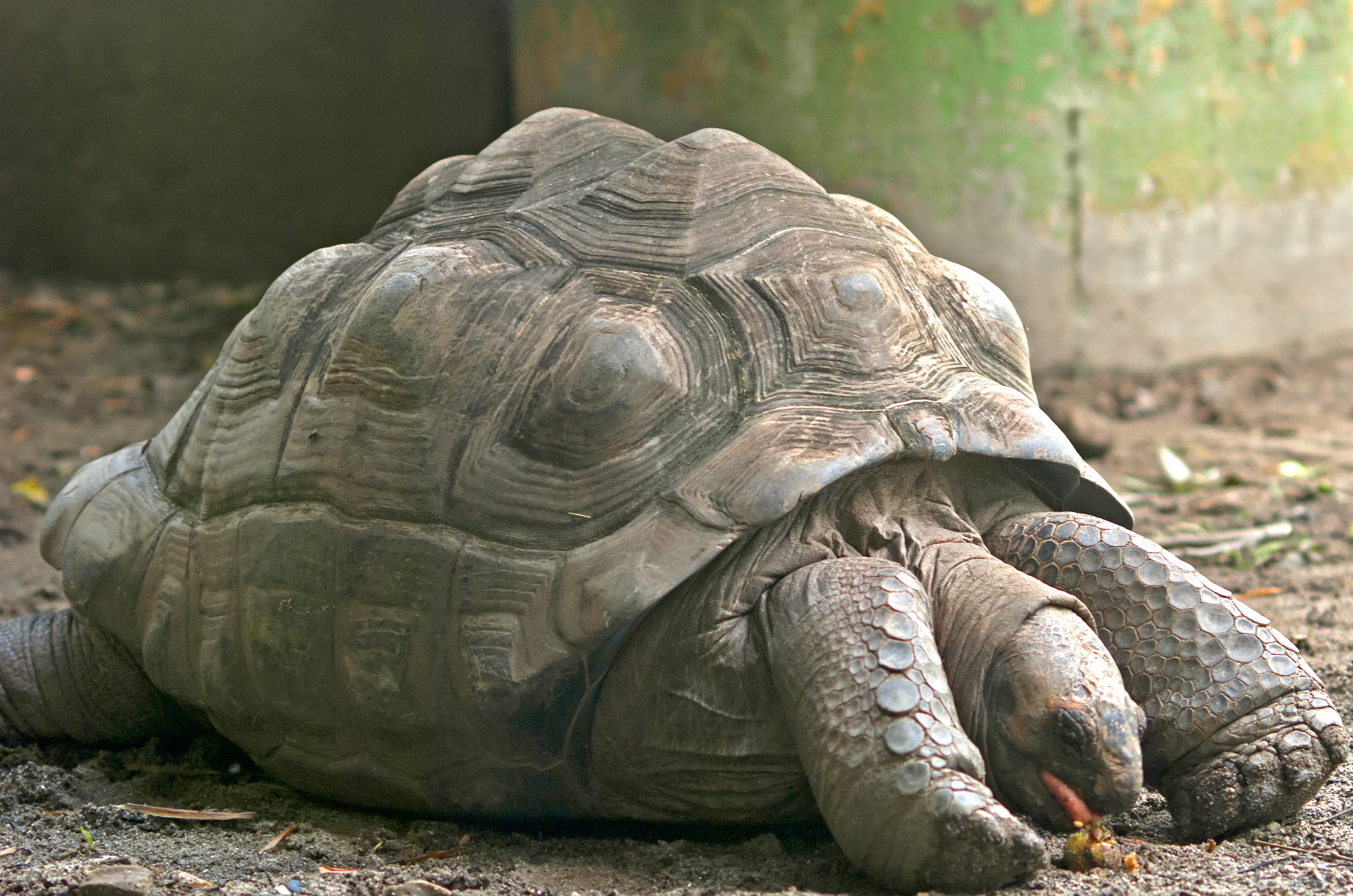 giant turtle