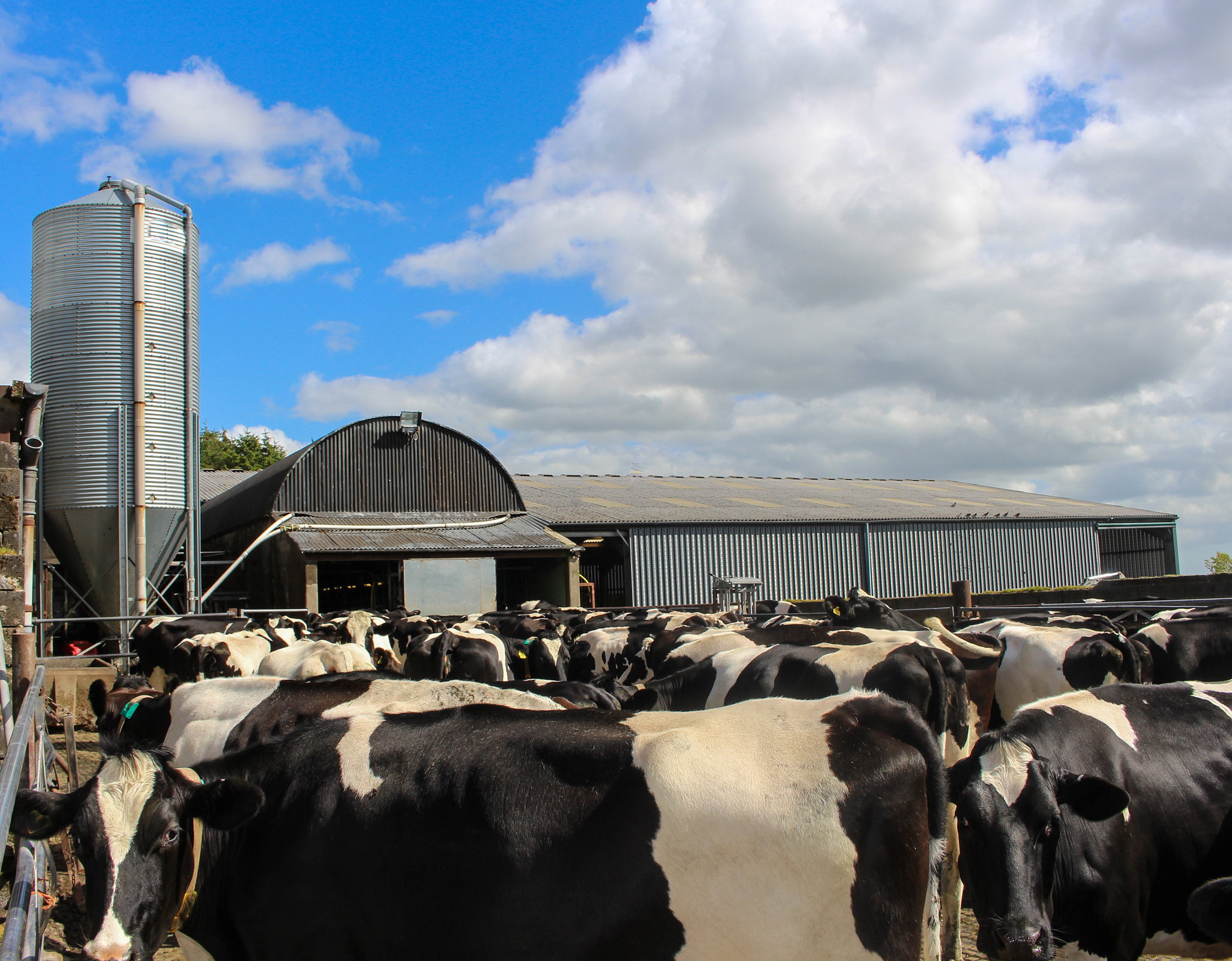 印度阿兰德县为什么适合喂养奶牛生产牛奶