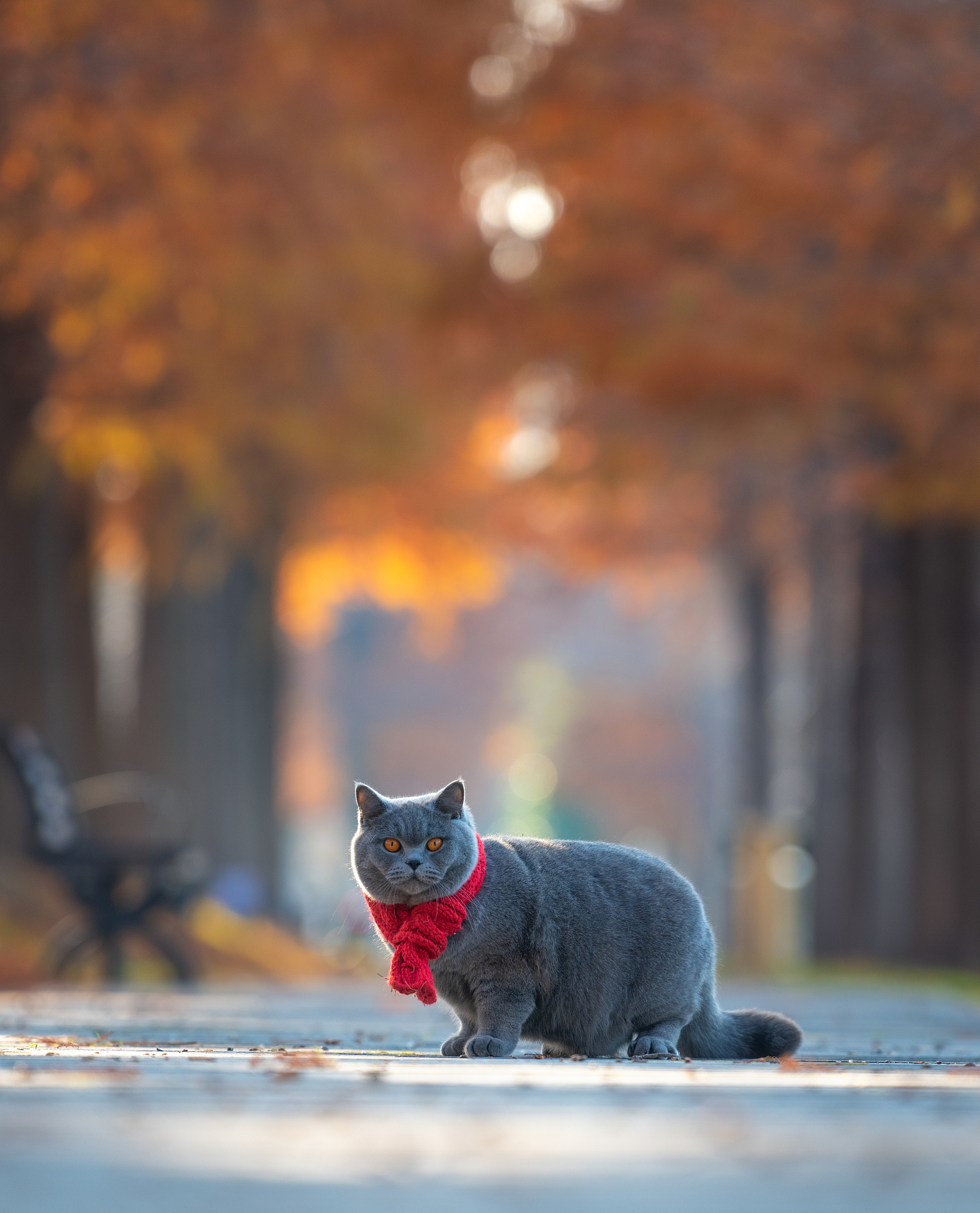 关于北京景山的传说中有两只受皇帝宠爱的小猫甚至被册封为御猫即使死后也葬在了景山的大树下。你知道这个传说吗？请根据这个传说写个文创产品宣传的广告语要求简短有内涵能让人记住这个形象最好跟北京文化有些联系两只小猫的形象我已经设计好了可惜你没法看到比较像小狮子白色的叫雪眉黄色的叫狮猫