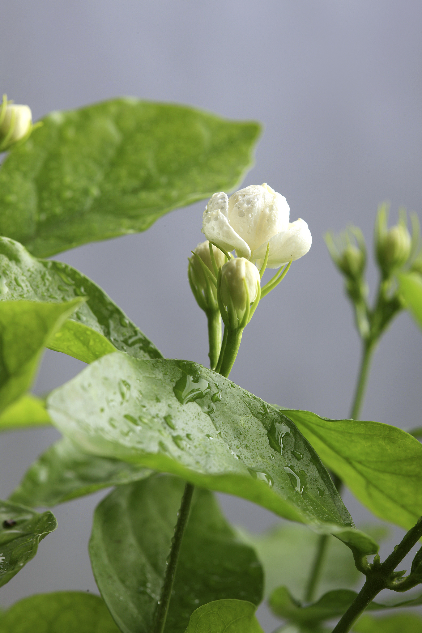 茉莉花花苞时期就掉了的原因