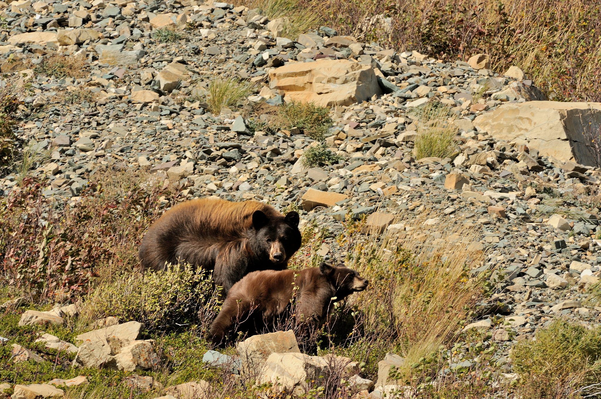 大黑熊走进森林的原因：觅食、安全、环境变化