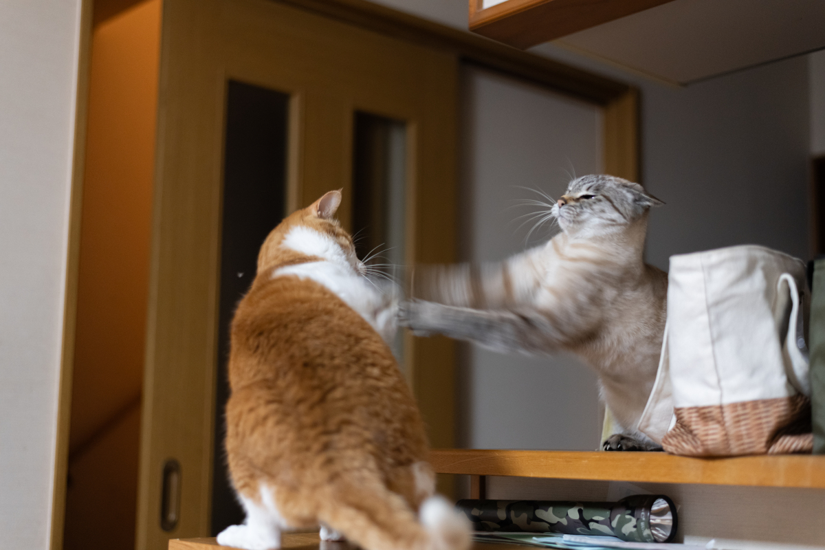 10个关于猫咪的日常趣事，铲屎官的真实体验！