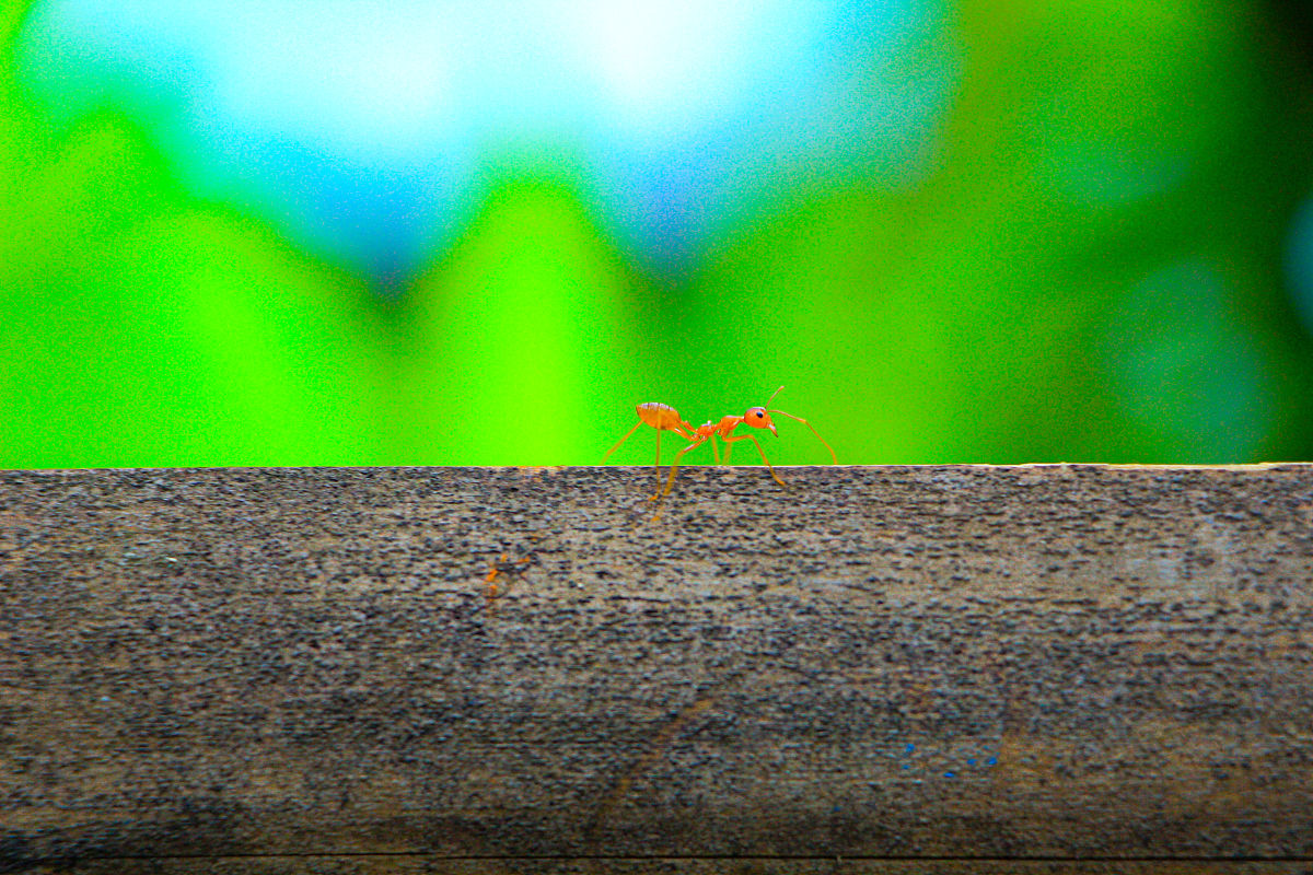 蚂蚁地下王国手游更新日志