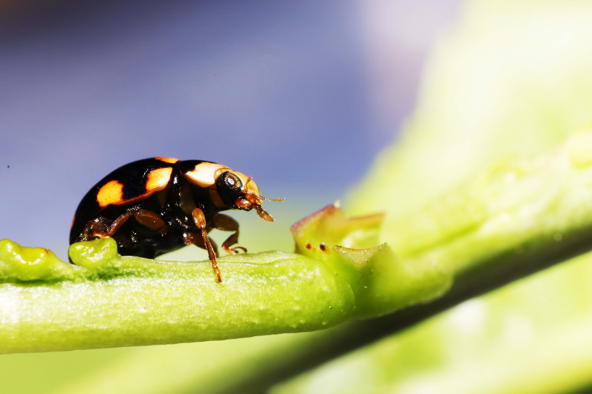 small ladybug