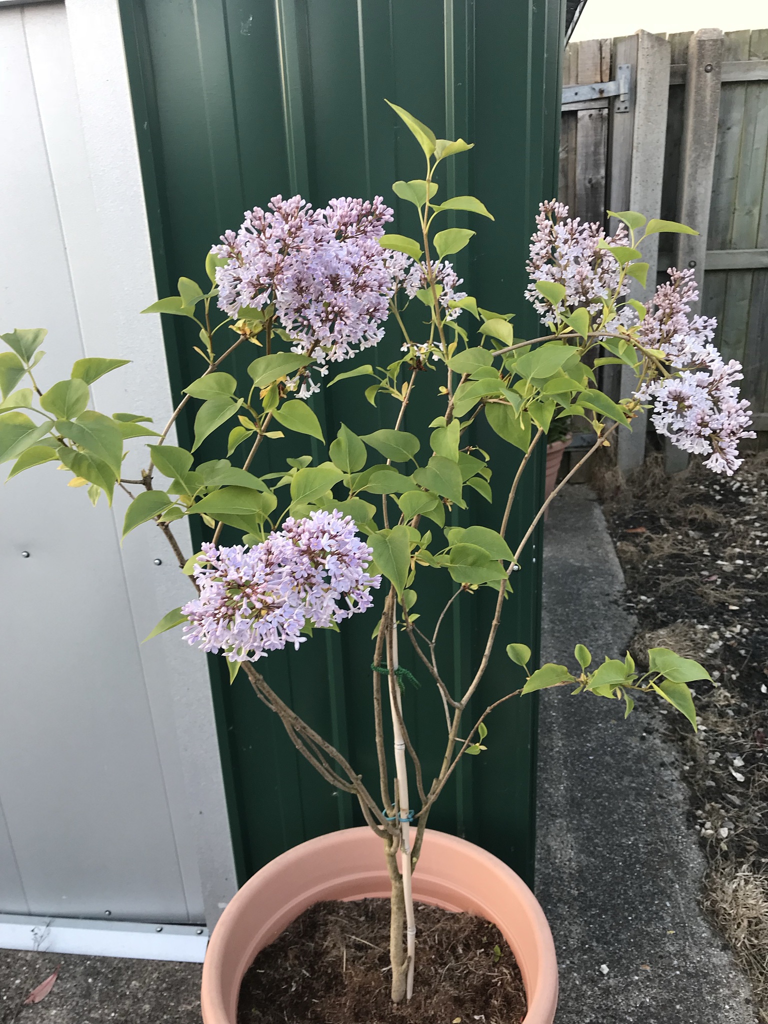 10种适合扦插的花卉：繁殖指南及技巧