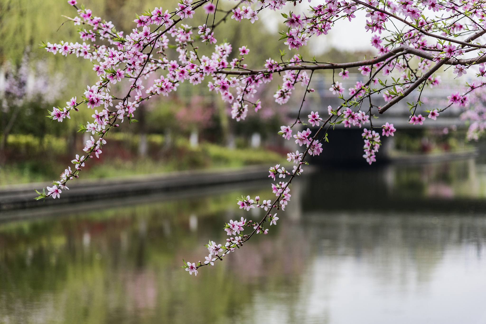 三月桃花水比喻了什么？作者运用了先比喻后解释的写法