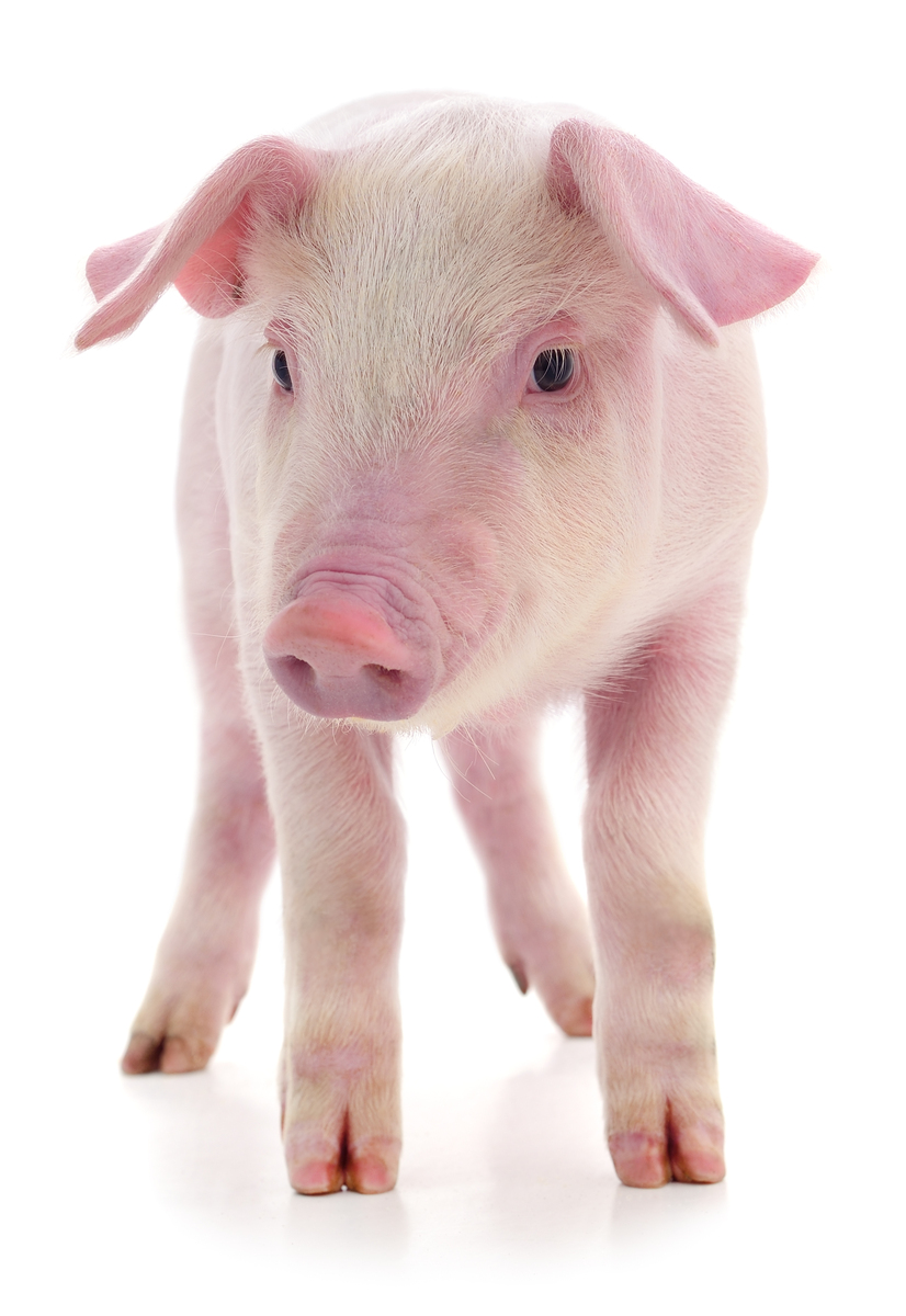 猪的外貌特征详细描述 - 300字