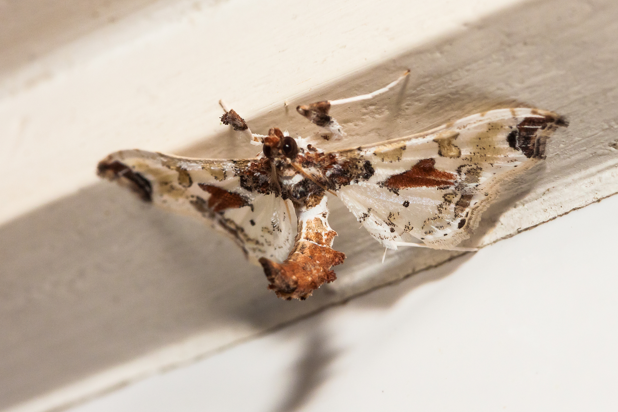 white and brown moth