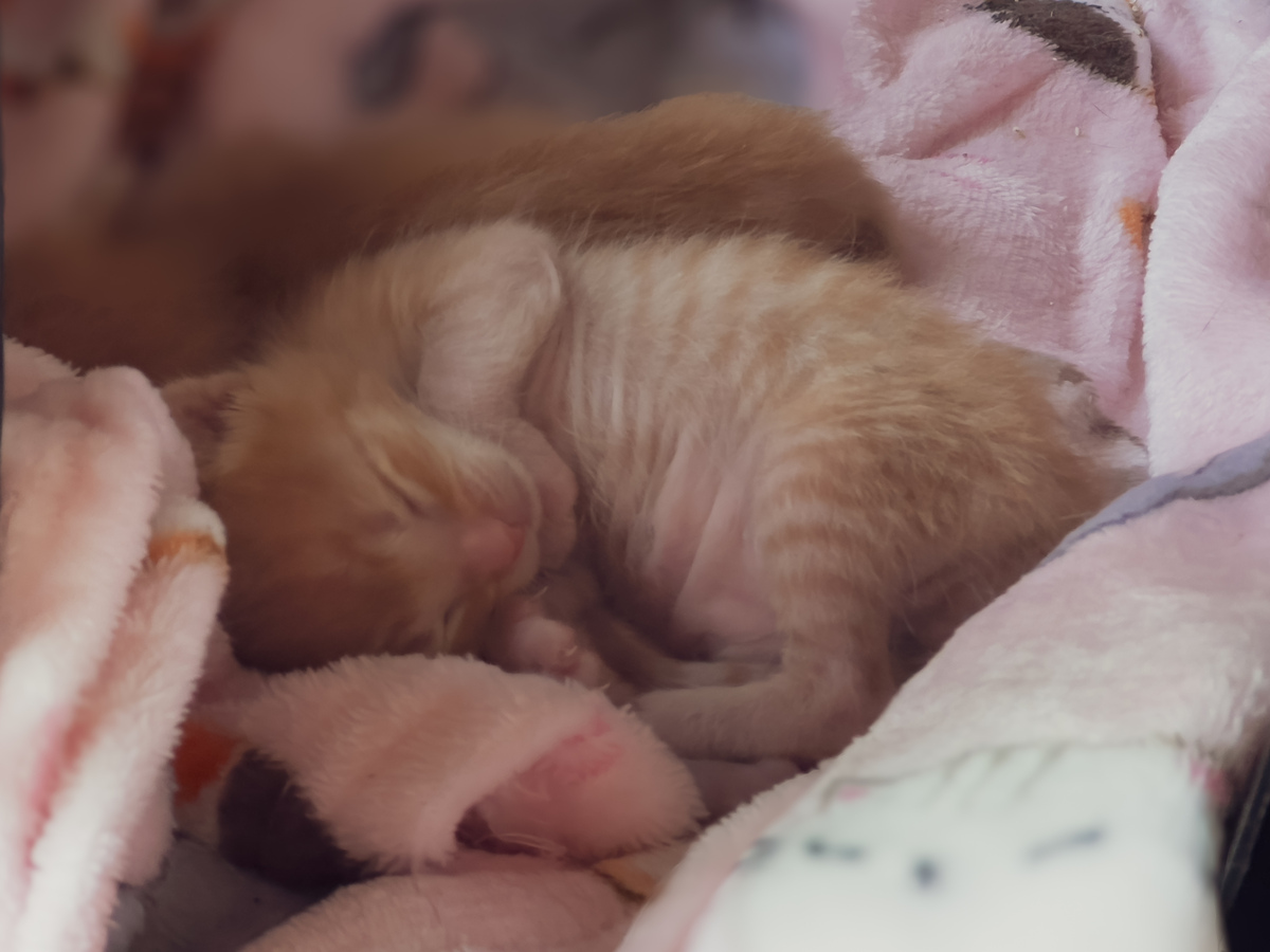 猫猫踩奶和呼噜，为什么让人感觉特别舒服？
