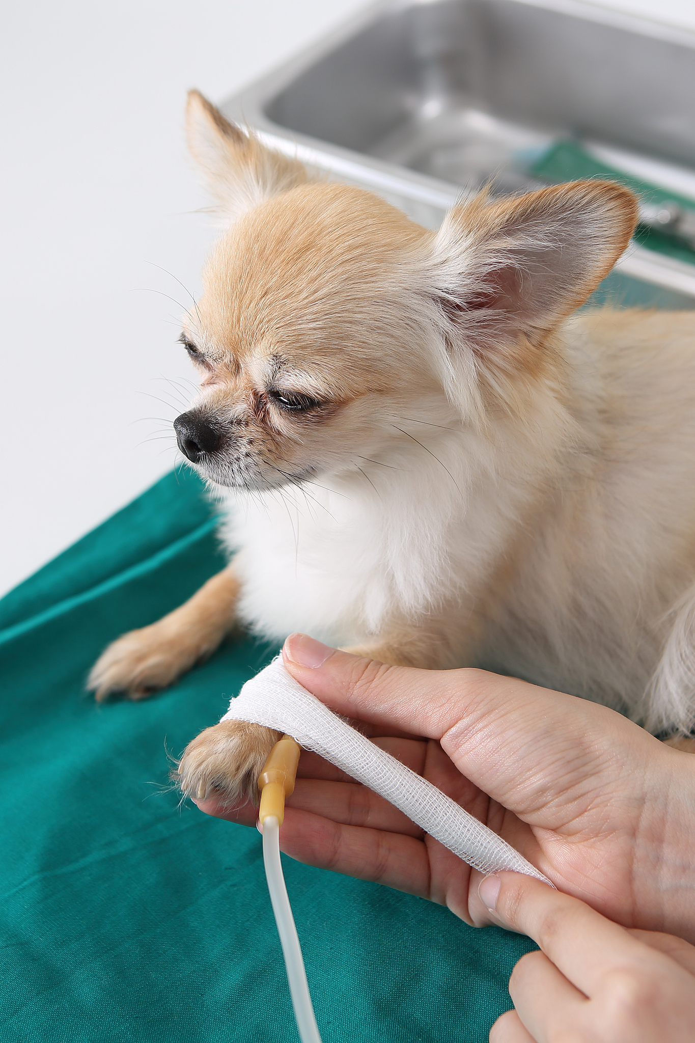 贵州农业职业学院宠物养护与训导专业就业方向分析 - 未来前景广阔