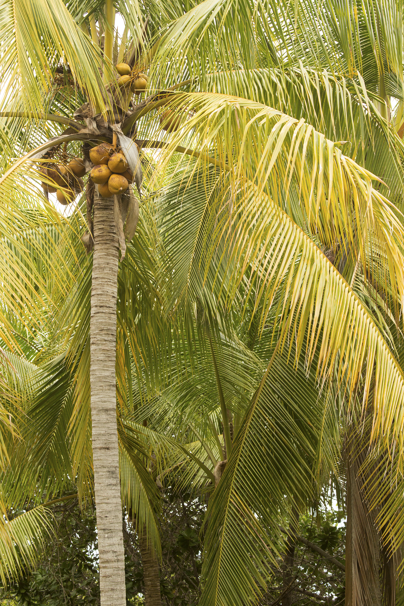 coconuts in palm trees of south florida.