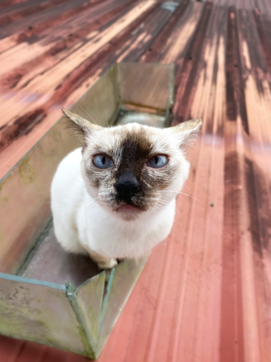 猫疱疹病毒粒子的大小 - 了解猫疱疹病毒感染