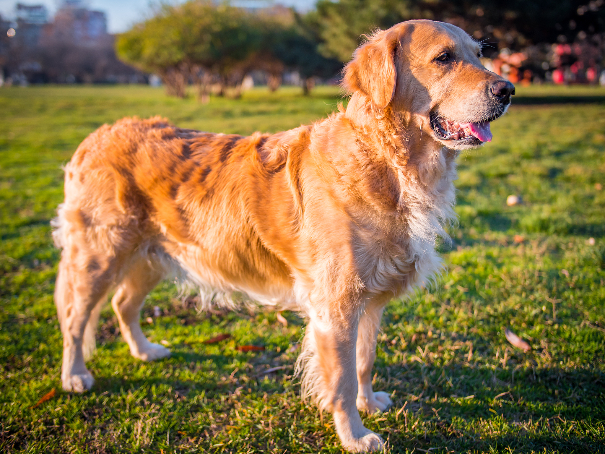 金毛犬：友善、聪明、忠诚的犬种 - 了解金毛犬的性格和用途