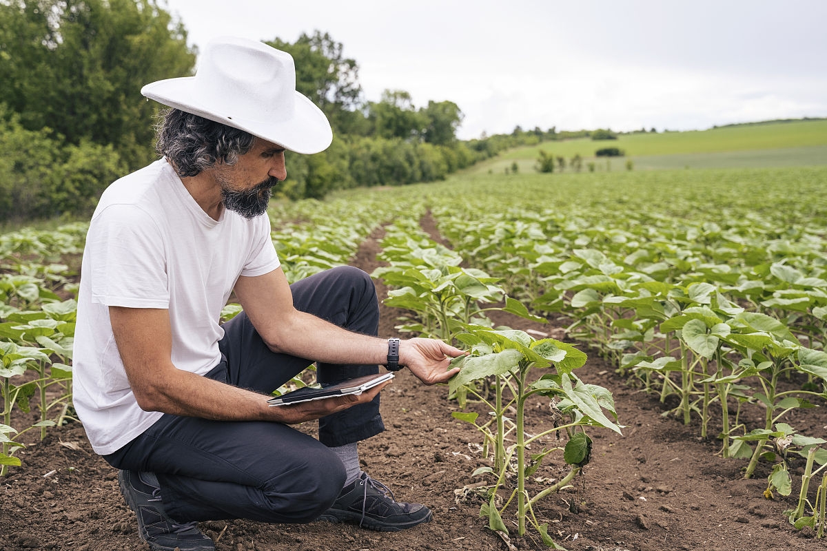 玉米的损失在2001年到2005年期间增加了11个百分点从1增加到12。翻译