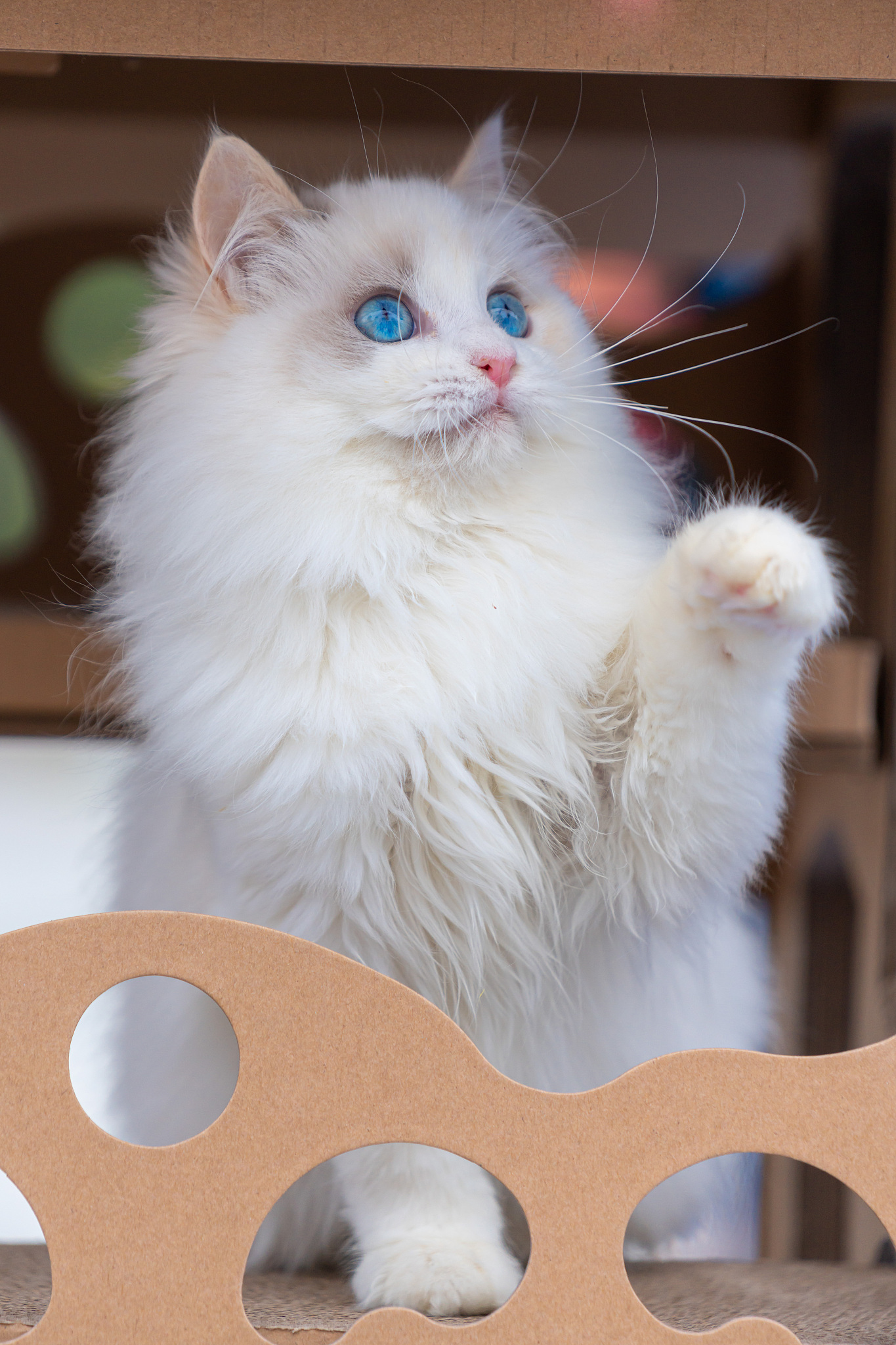 和布偶猫‘蘸糖’、蓝猫‘暴富’的日常：喵星人带来的无限欢乐