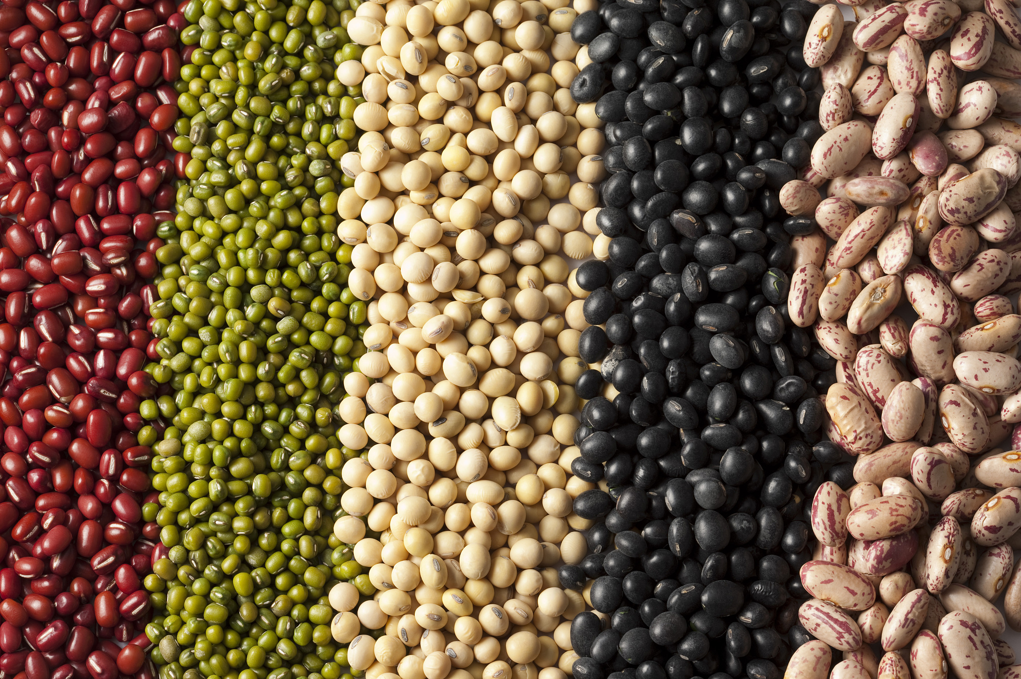 菜豆芸豆、绿豆、小豆红小豆、赤豆、蚕豆、豌豆、豇豆、小扁豆兵豆、黑豆相似点