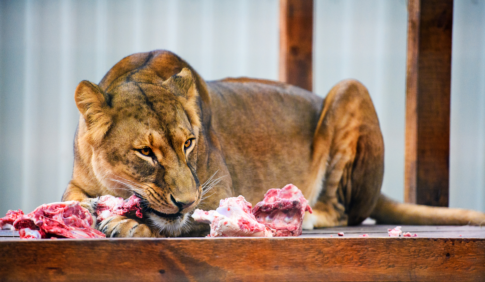 hungry lioness eating piece of meat. african lioness (panthera l