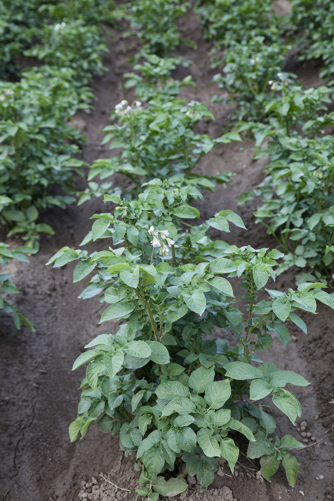 potato plants