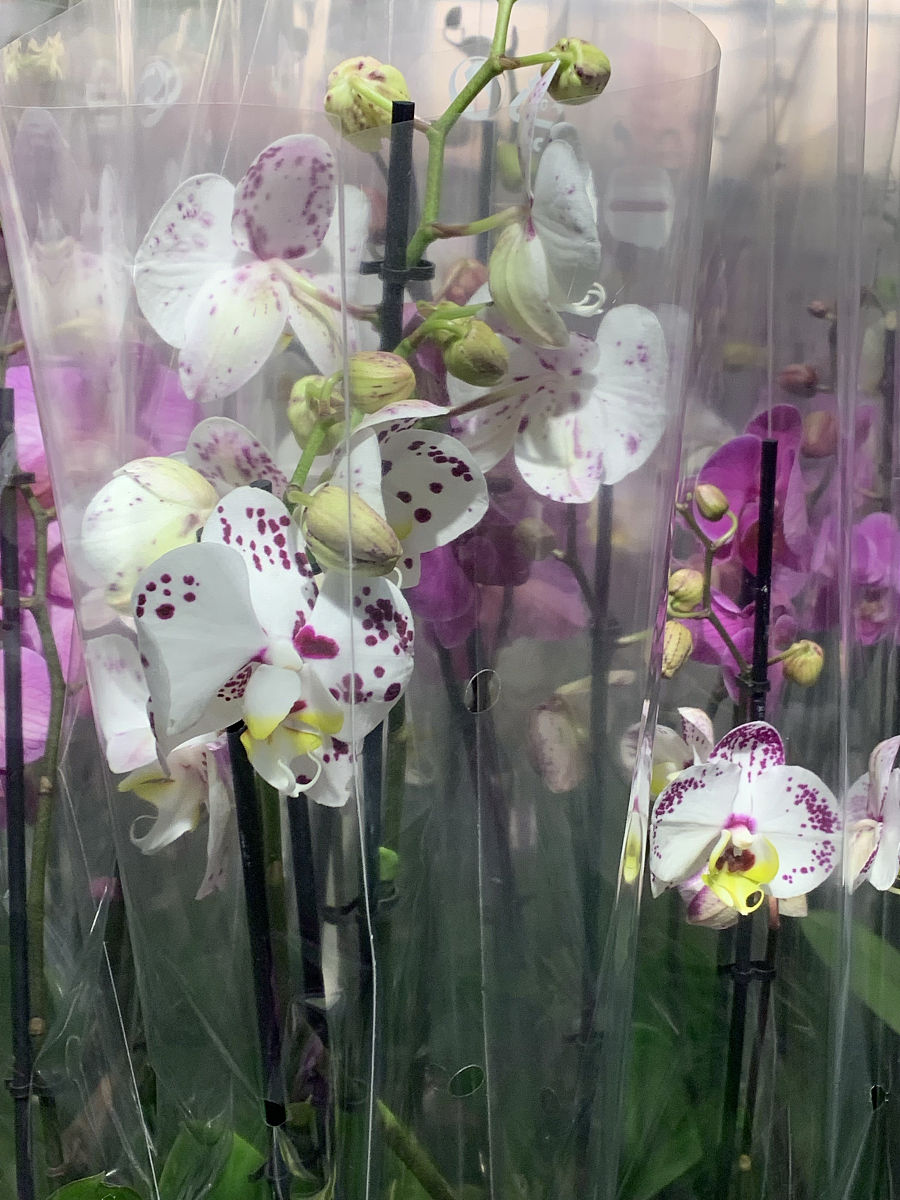 动漫妈妈模拟器：全新更新，体验动漫育儿乐趣！