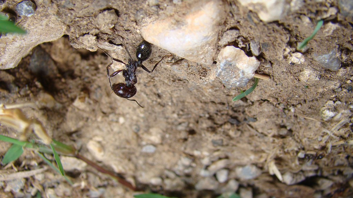 小小的蚂蚁为什么这么多