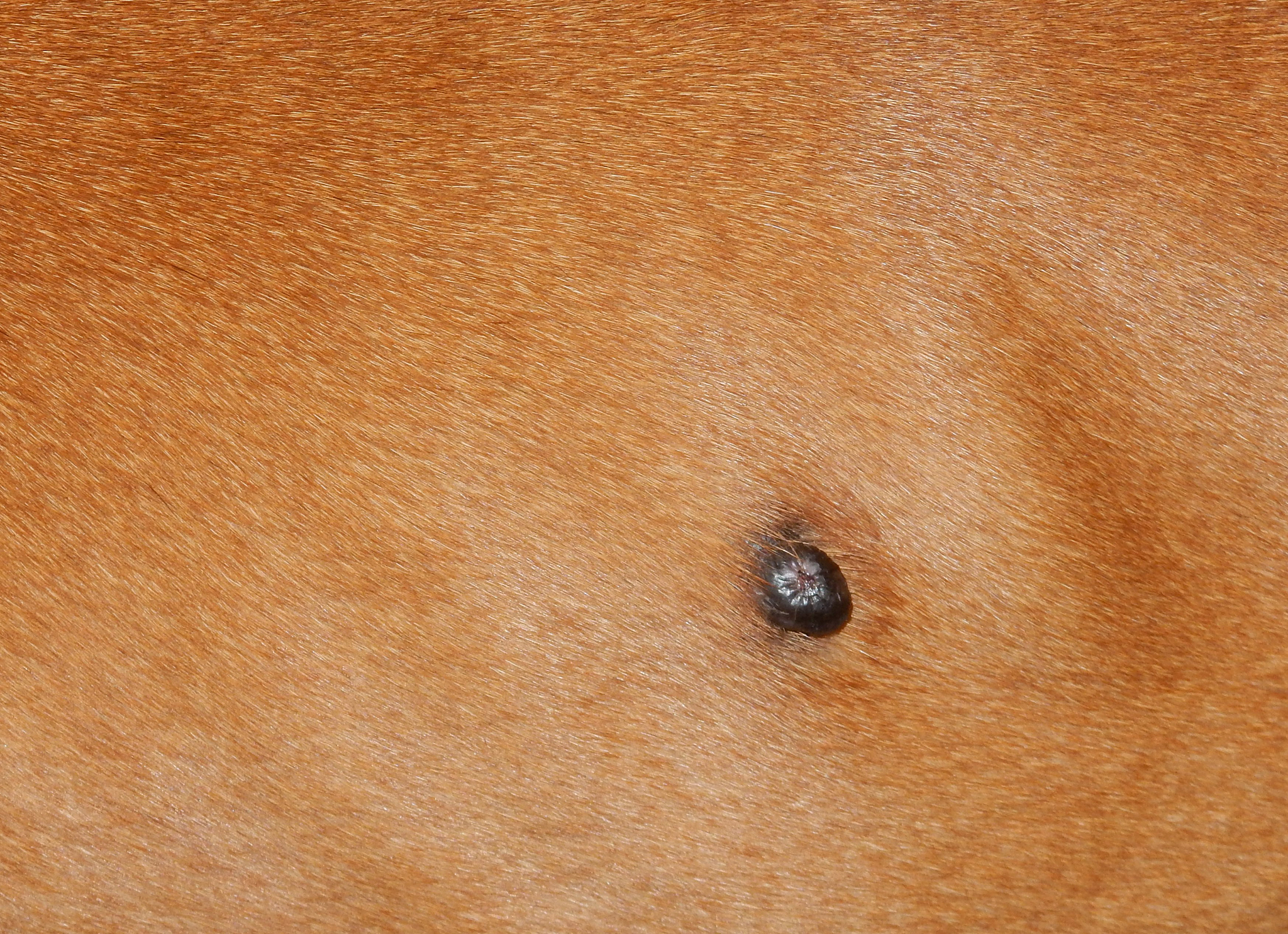 skin tag on dog