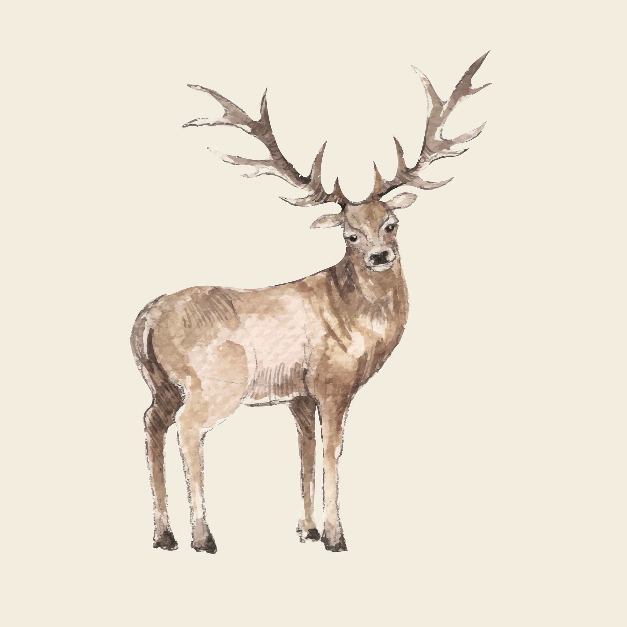 鹿腿和鹿角的故事