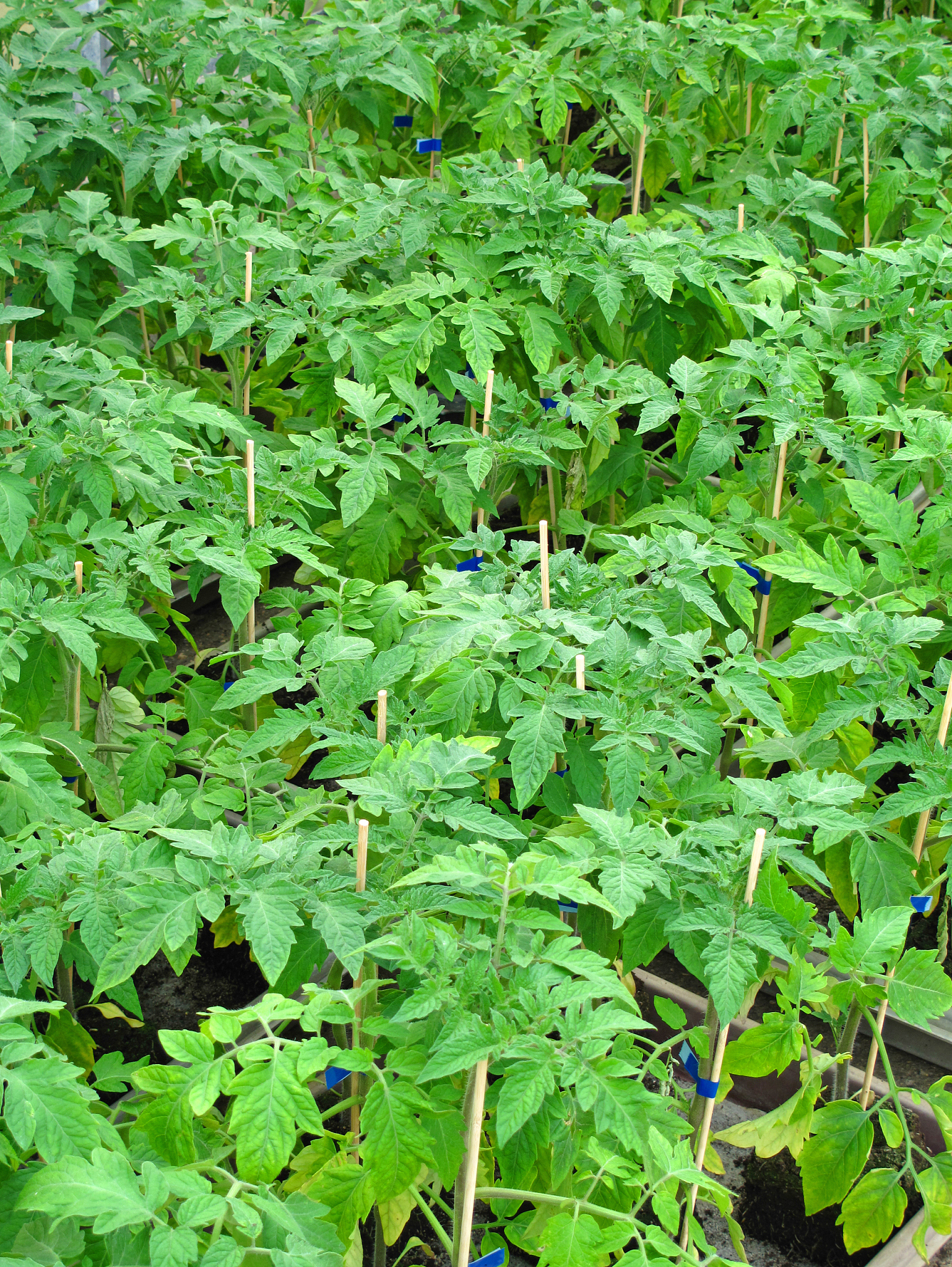 tomato plant in glass house